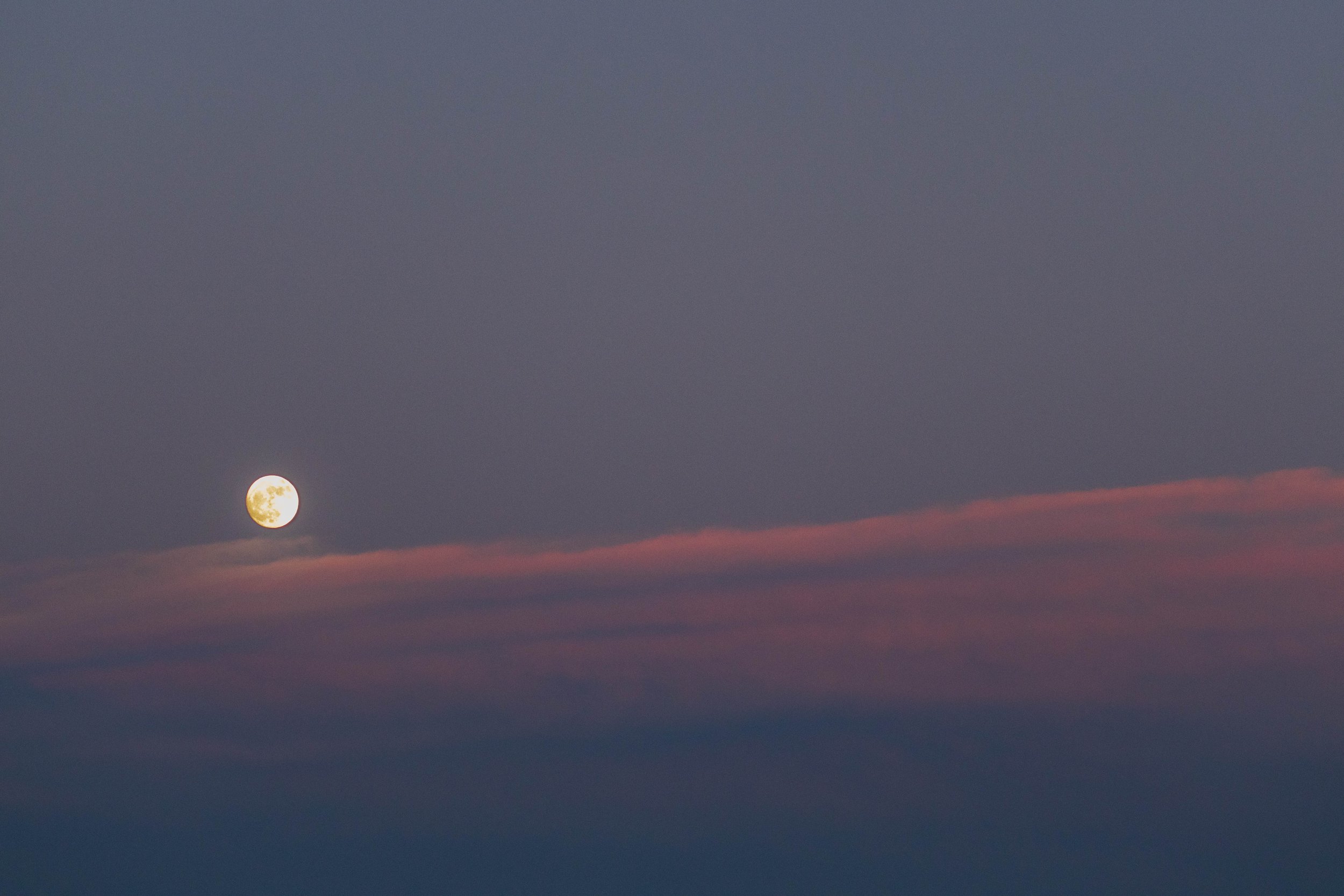Cows jumping over the moon-27.jpg
