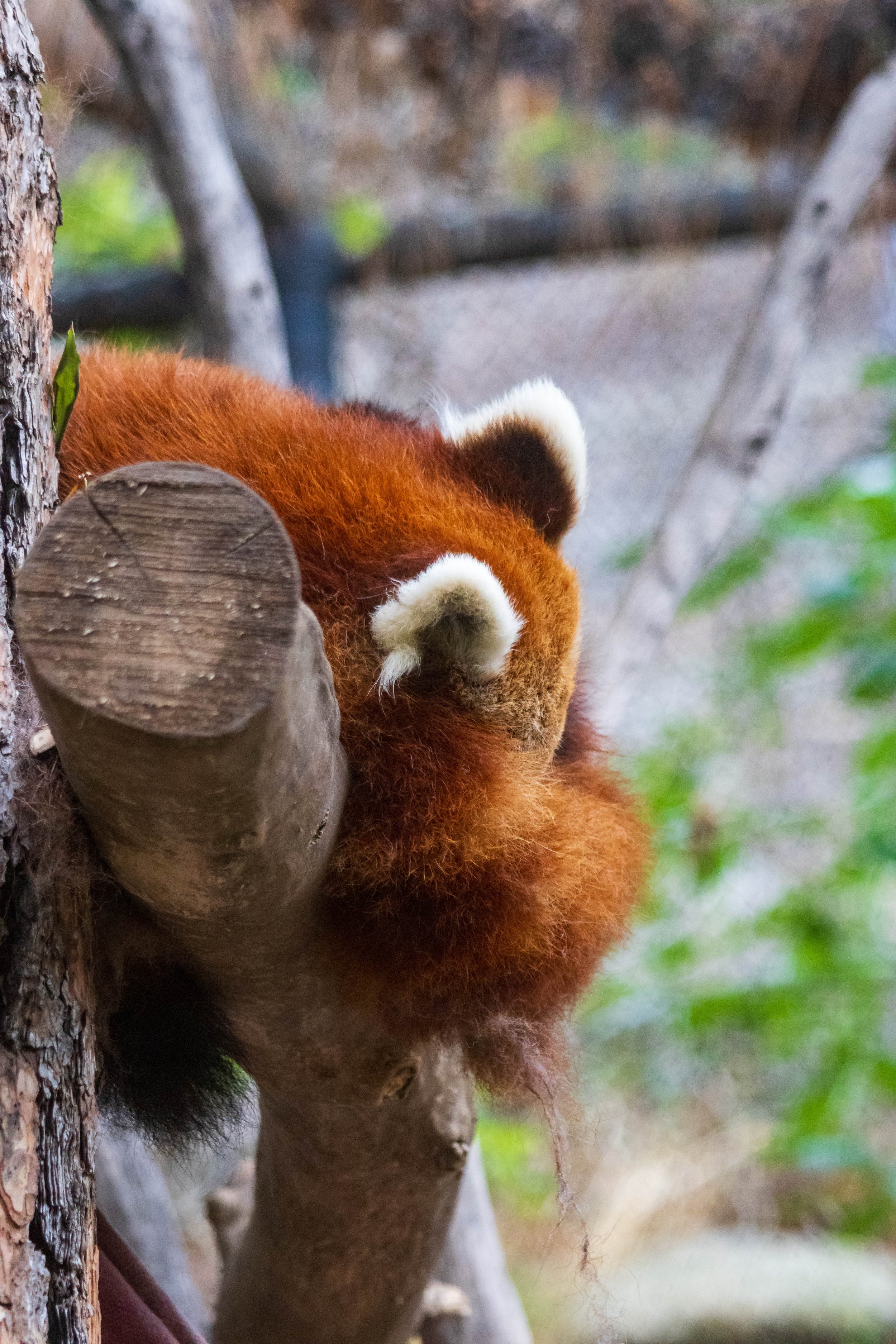 Red Panda-2.JPG