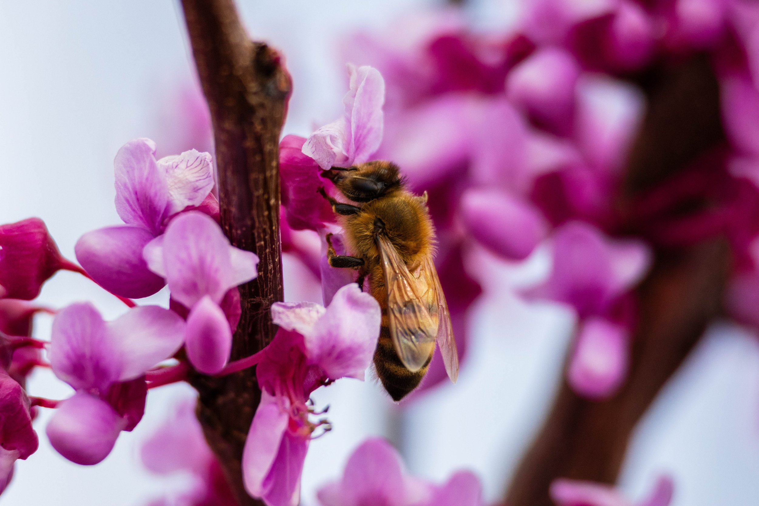 Bees-14.JPG