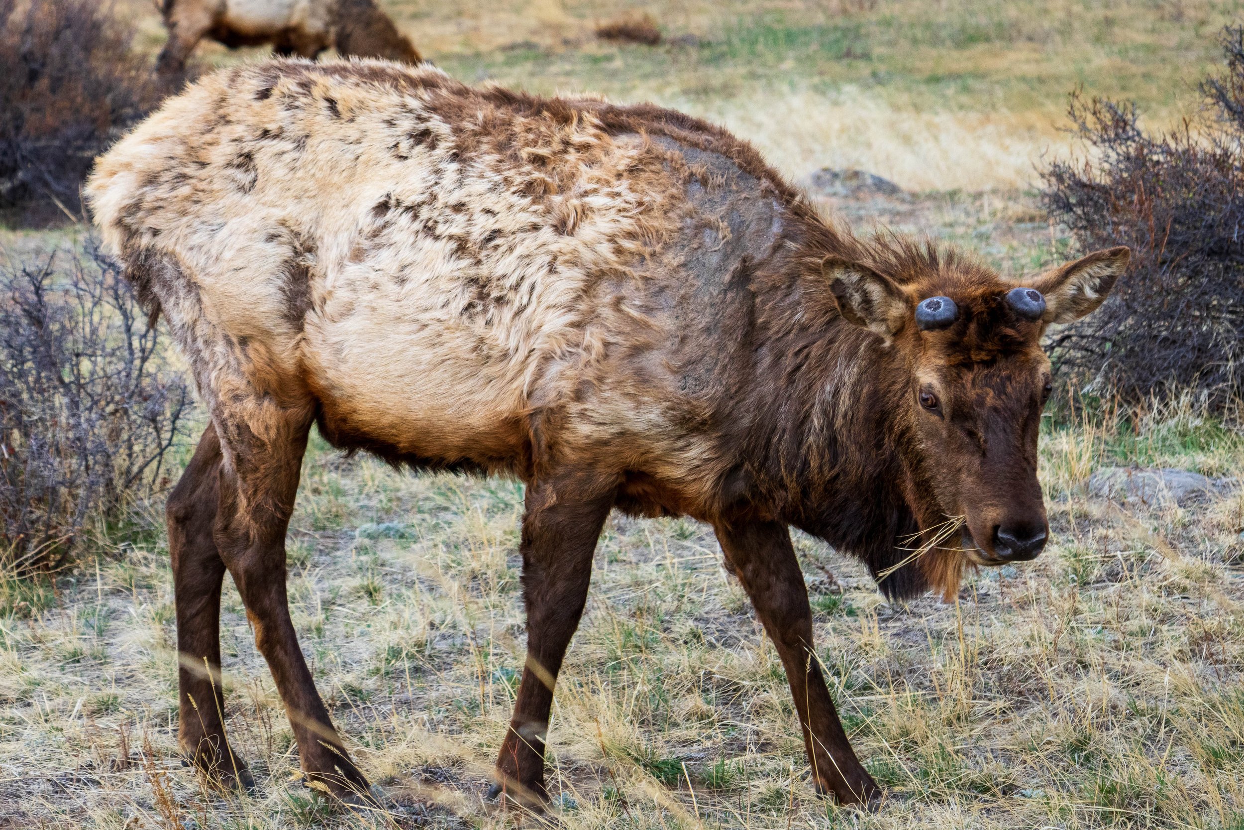 RMNP-42.JPG