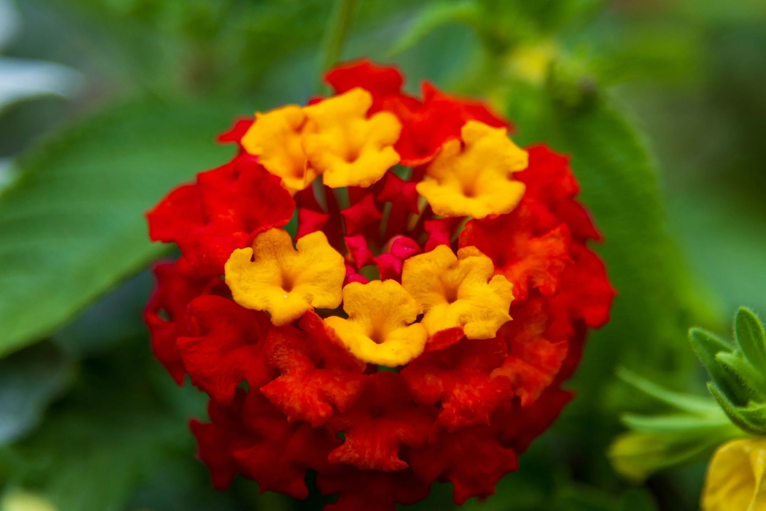 24-105 Macro-3.jpg