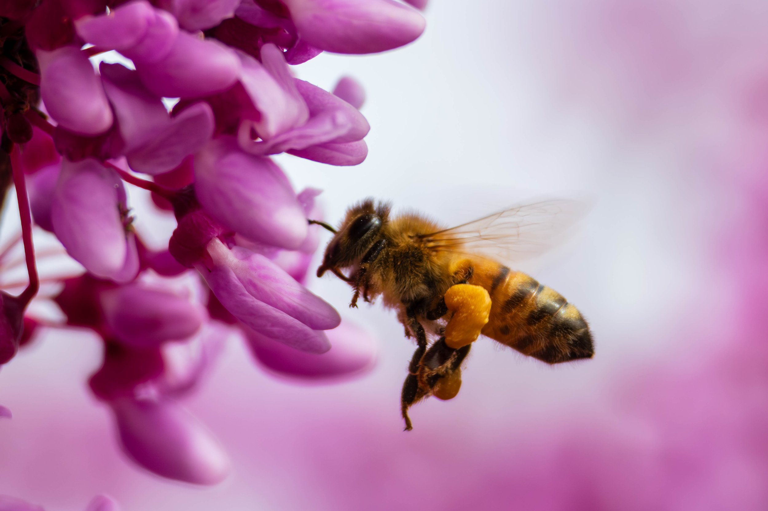 Bees-13.JPG