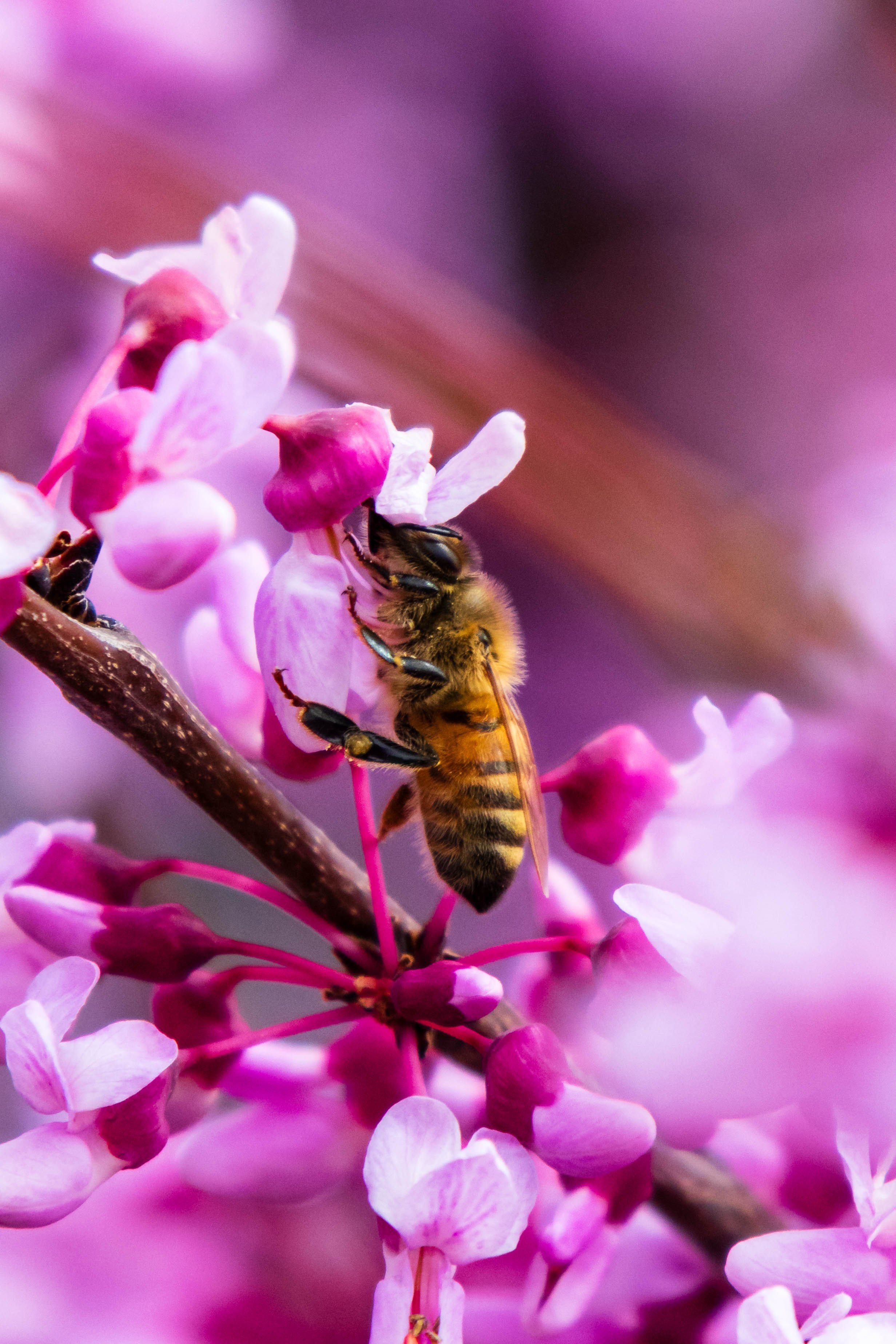 Bees-3.JPG