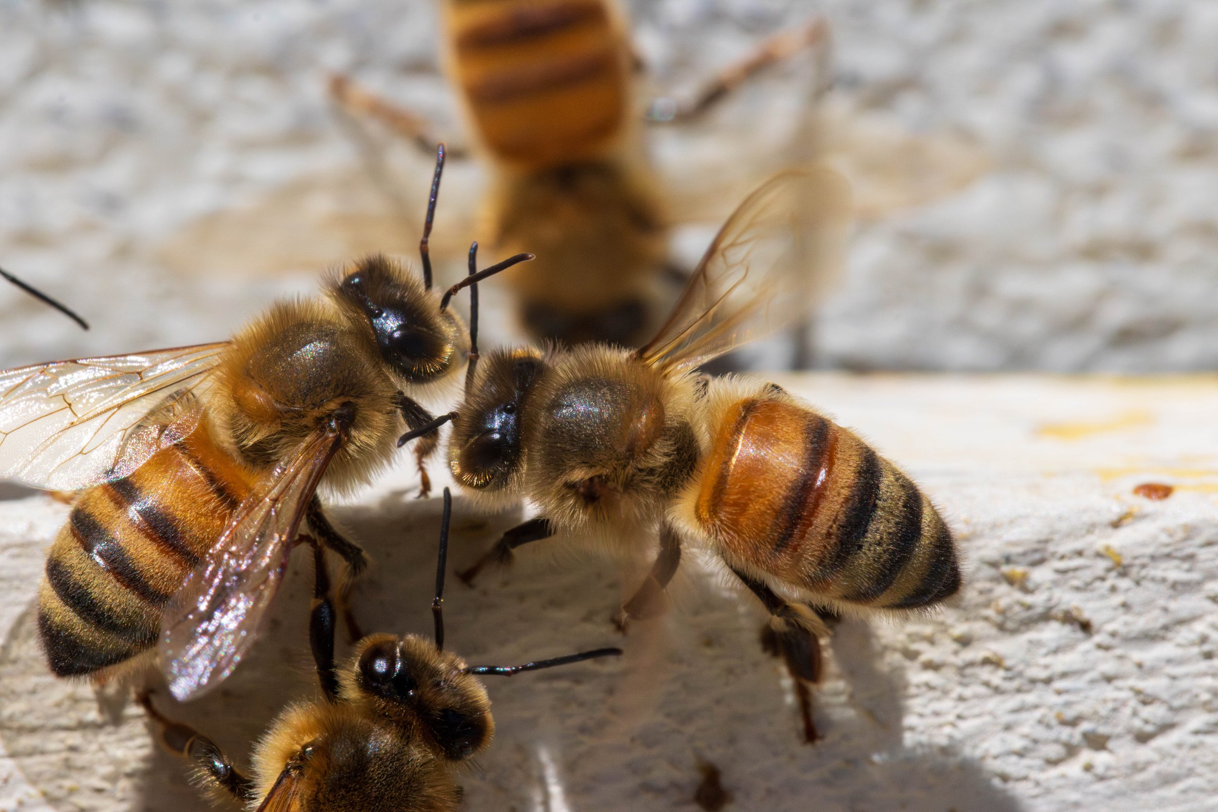 Bees and Things-17.JPG