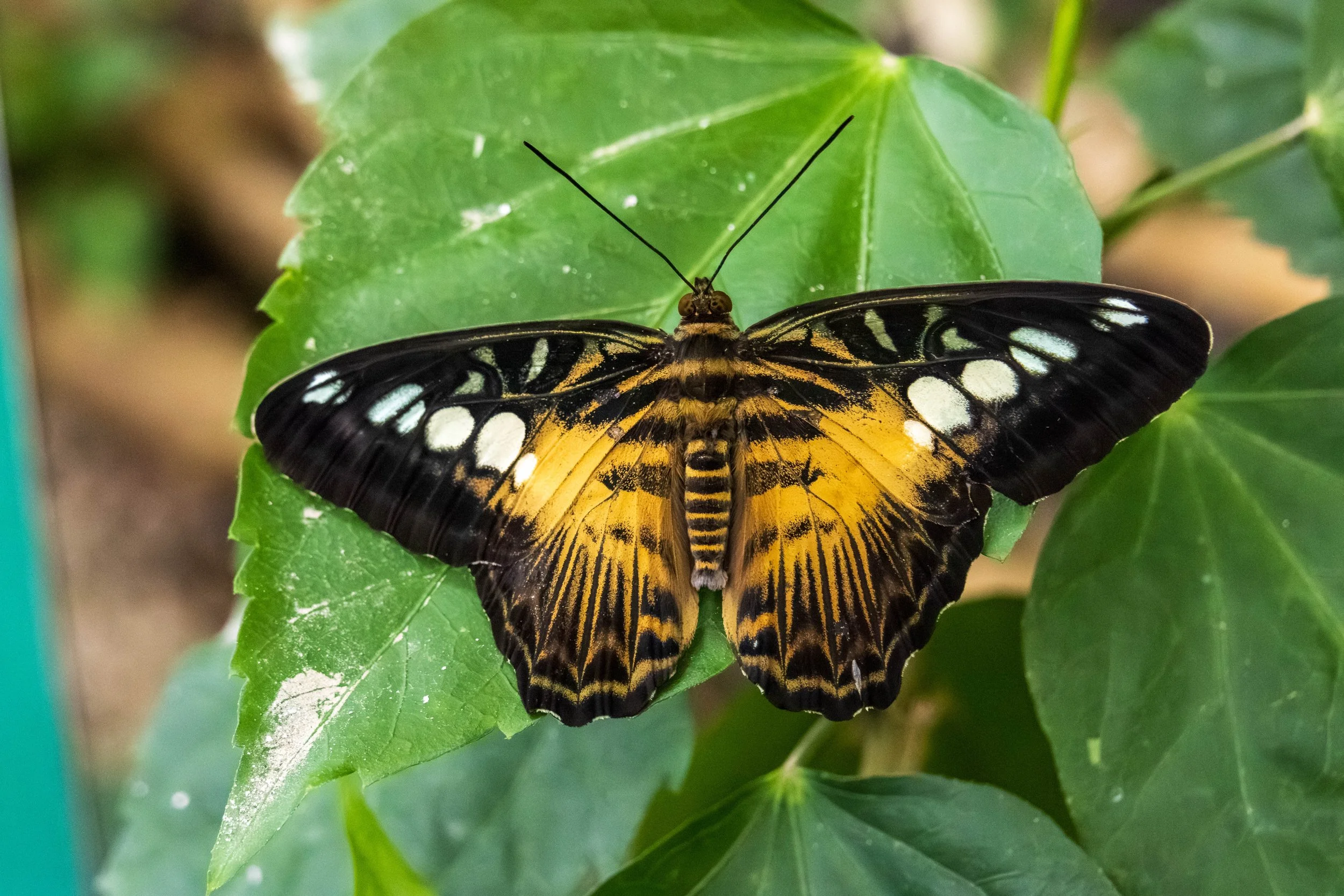 Butterfly Pavillion-14.JPG