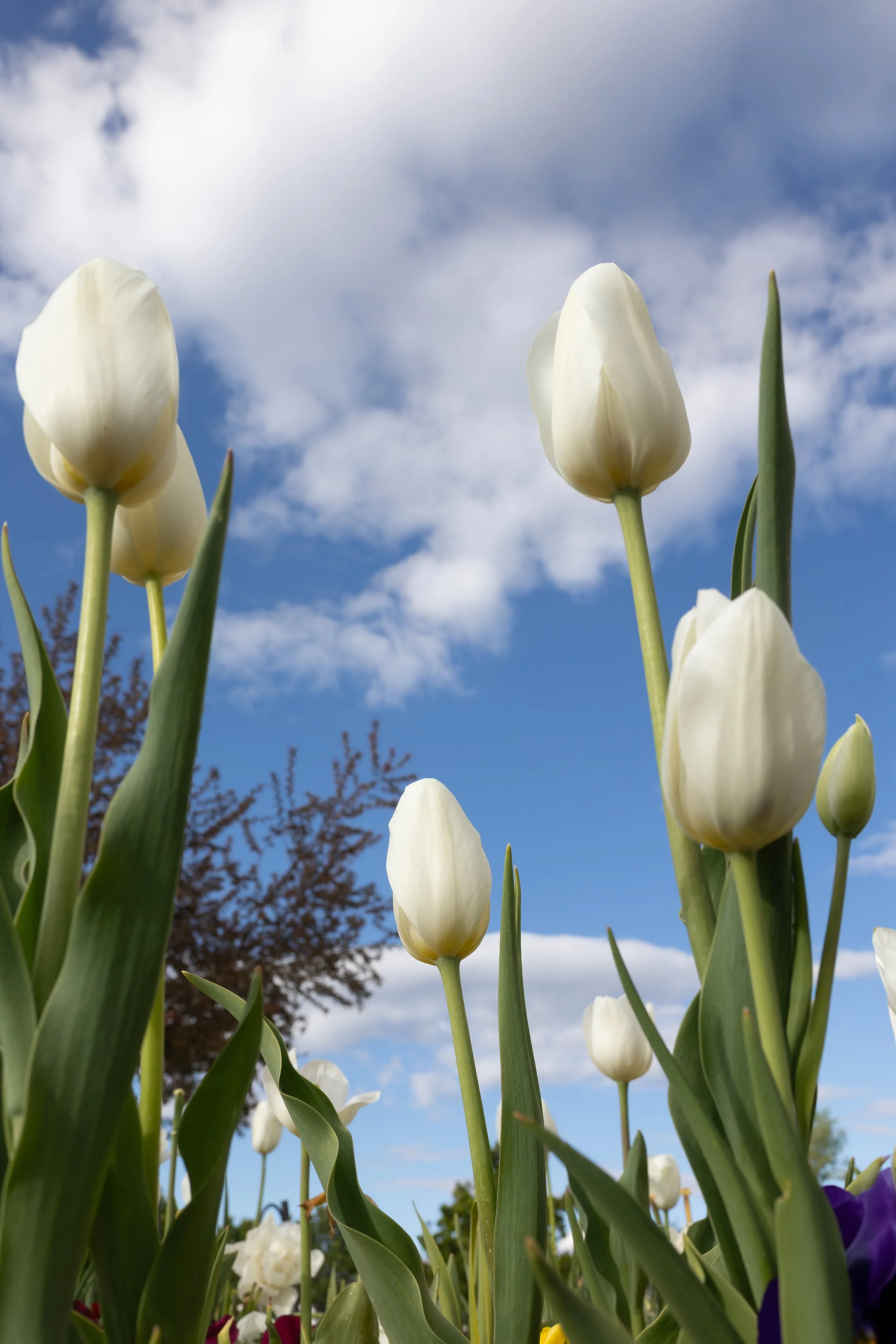 My Simple Spring Photo Checklist