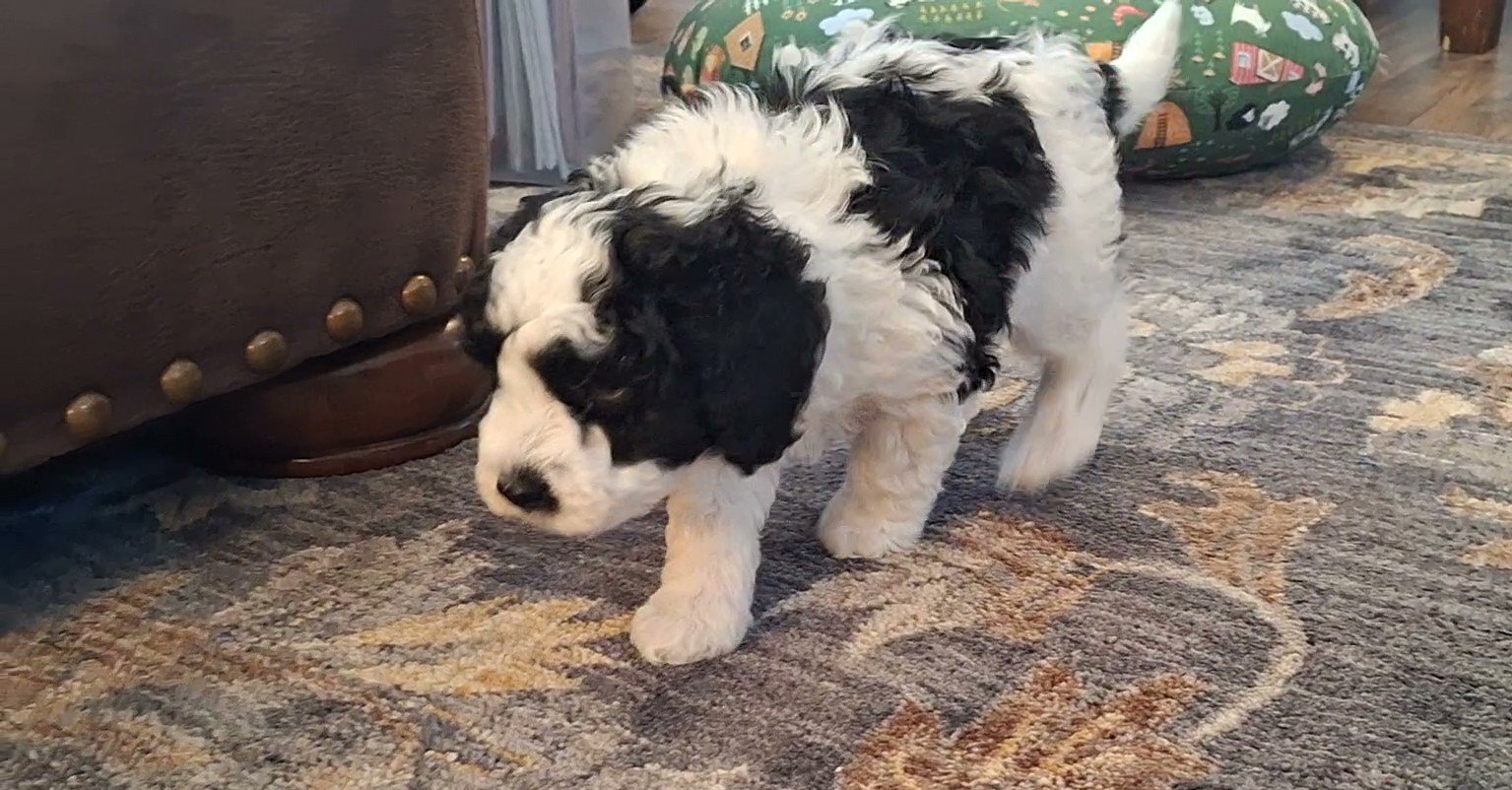 Milo