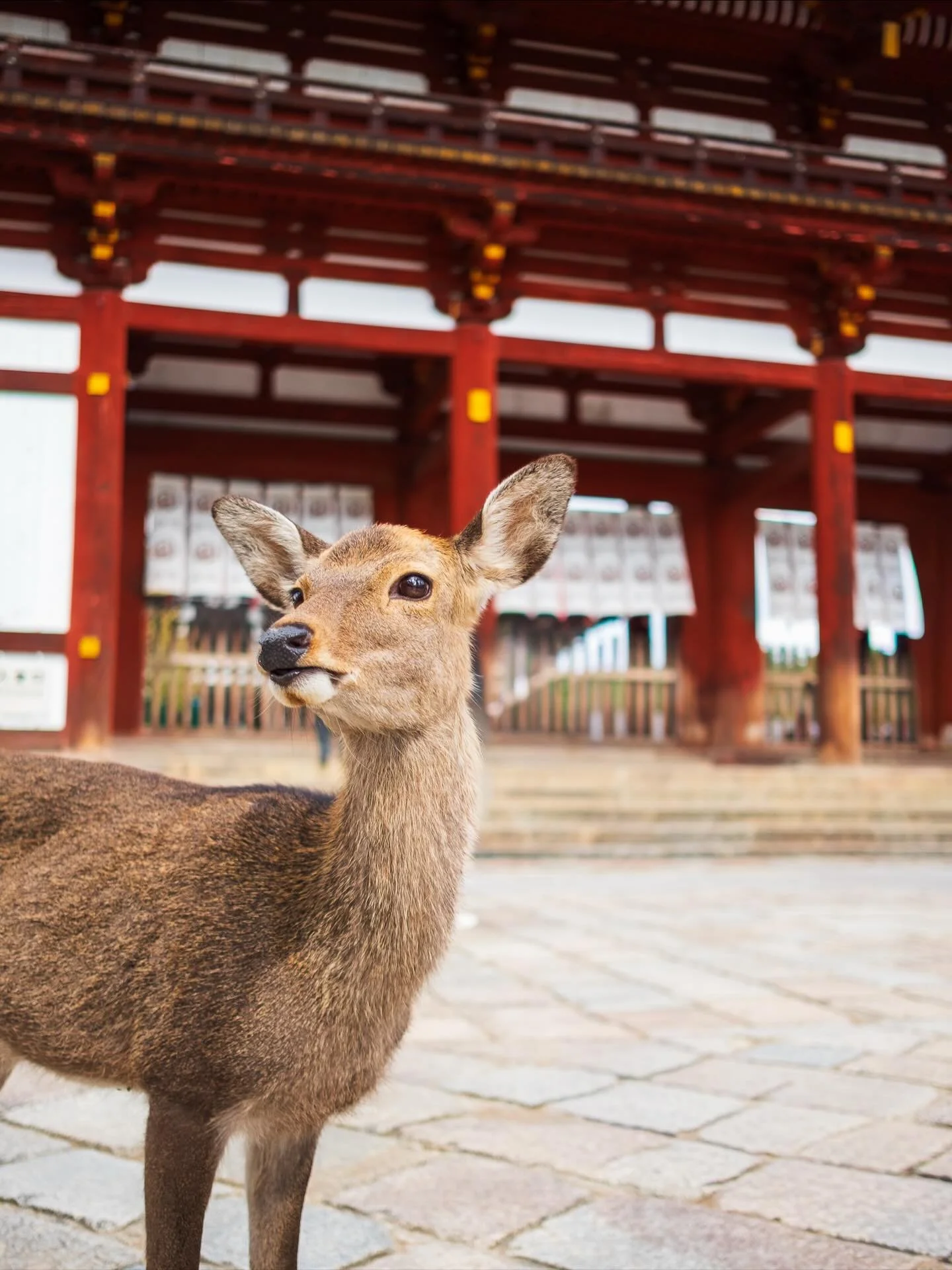 The real divas of Nara ✨ 

📍Nara Park, Nara, Japan 奈良公園
October 2025 
==============================
#narapark #nara #naradeerpark #奈良公園 #narajapan #deerpark #japantravel #visitjapan #photographerinjapan #myfujifilmlegacy #fujifilm_xseries #fujifeed