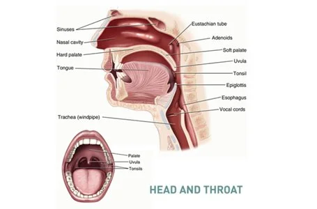 Mouth vs. Nasal Breathing