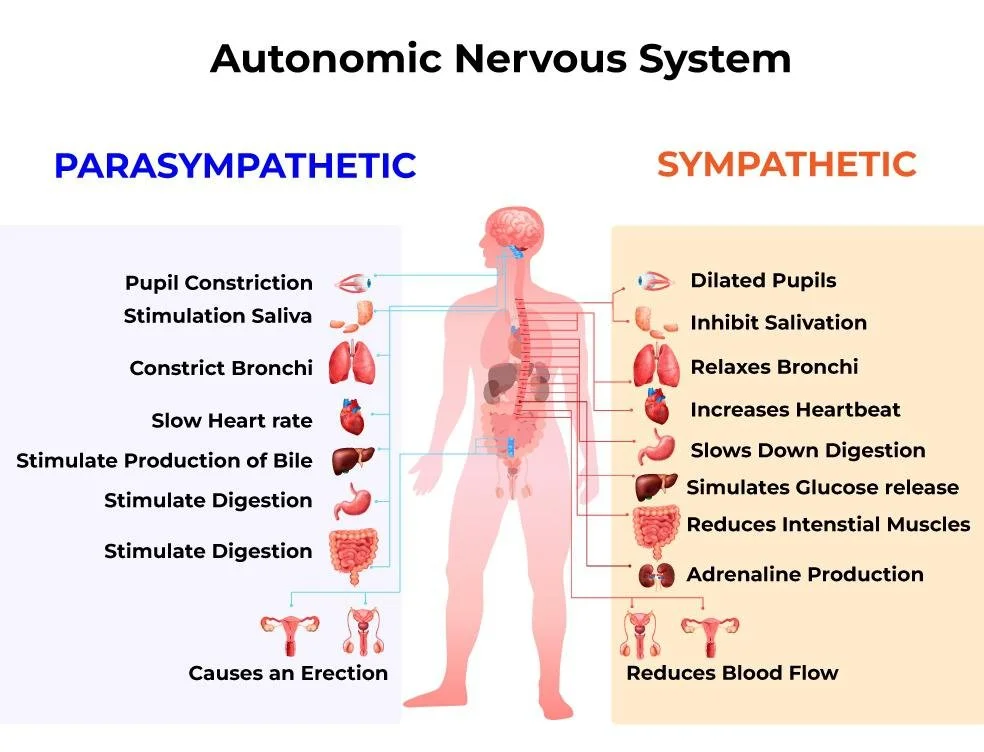 Autonomic Nervous System