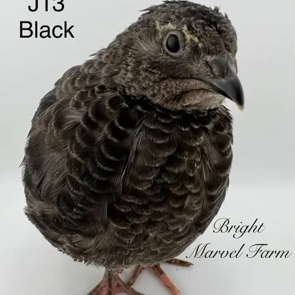 PreOrder RARE Jet Black & Black/White Coturnix Quail Chicks LOCAL PICKUP ONLY