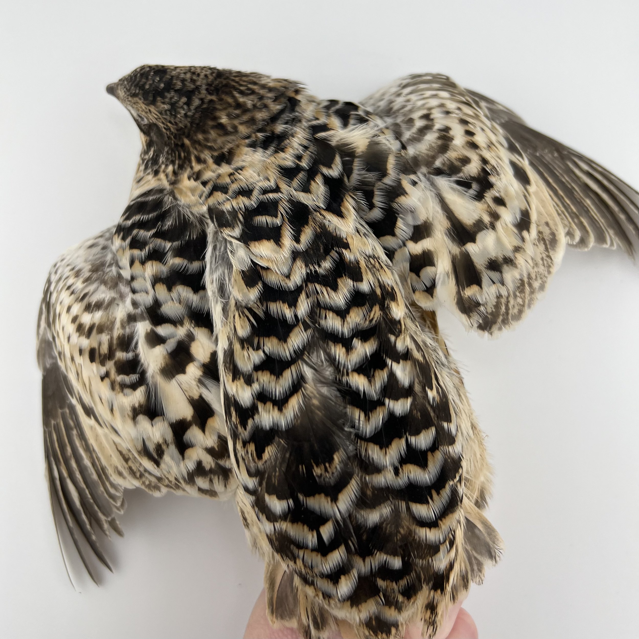 Preorder RARE Jumbo Pansy Coturnix Quail Chicks (assortment) LOCAL PICKUP ONLY