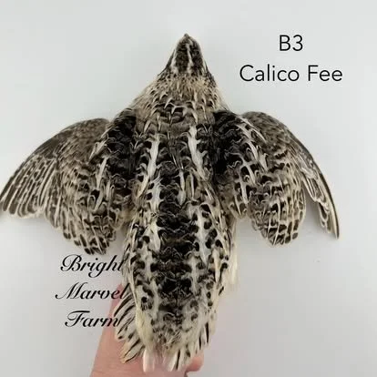 Preorder 5 Calico Coturnix Quail Chicks LOCAL PICKUP ONLY