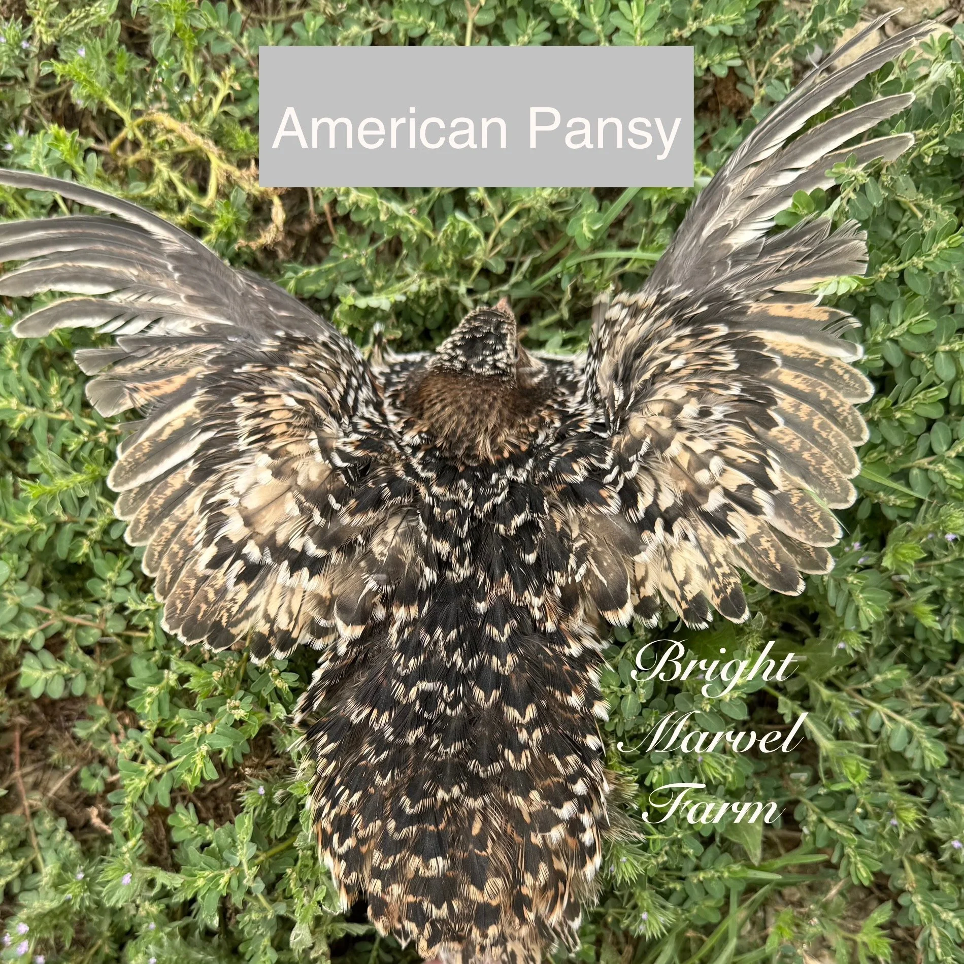 Jumbo Rare Color Assortment Coturnix Quail Hens FARM PICKUP ONLY