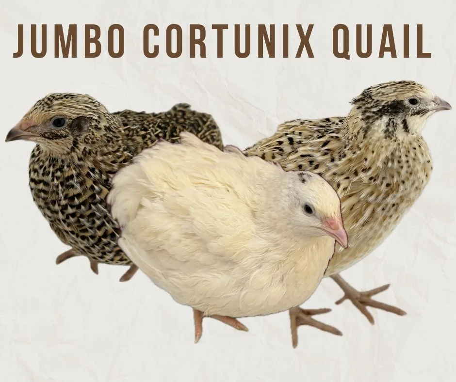 Copy of available now jumbo.jpg