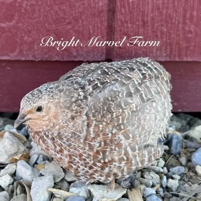 Preorder RARE Oz Snowy Coturnix Quail Chicks FARM PICKUP ONLY