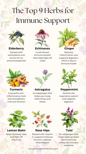 How Herbal Teas Strengthen Your Immune System
