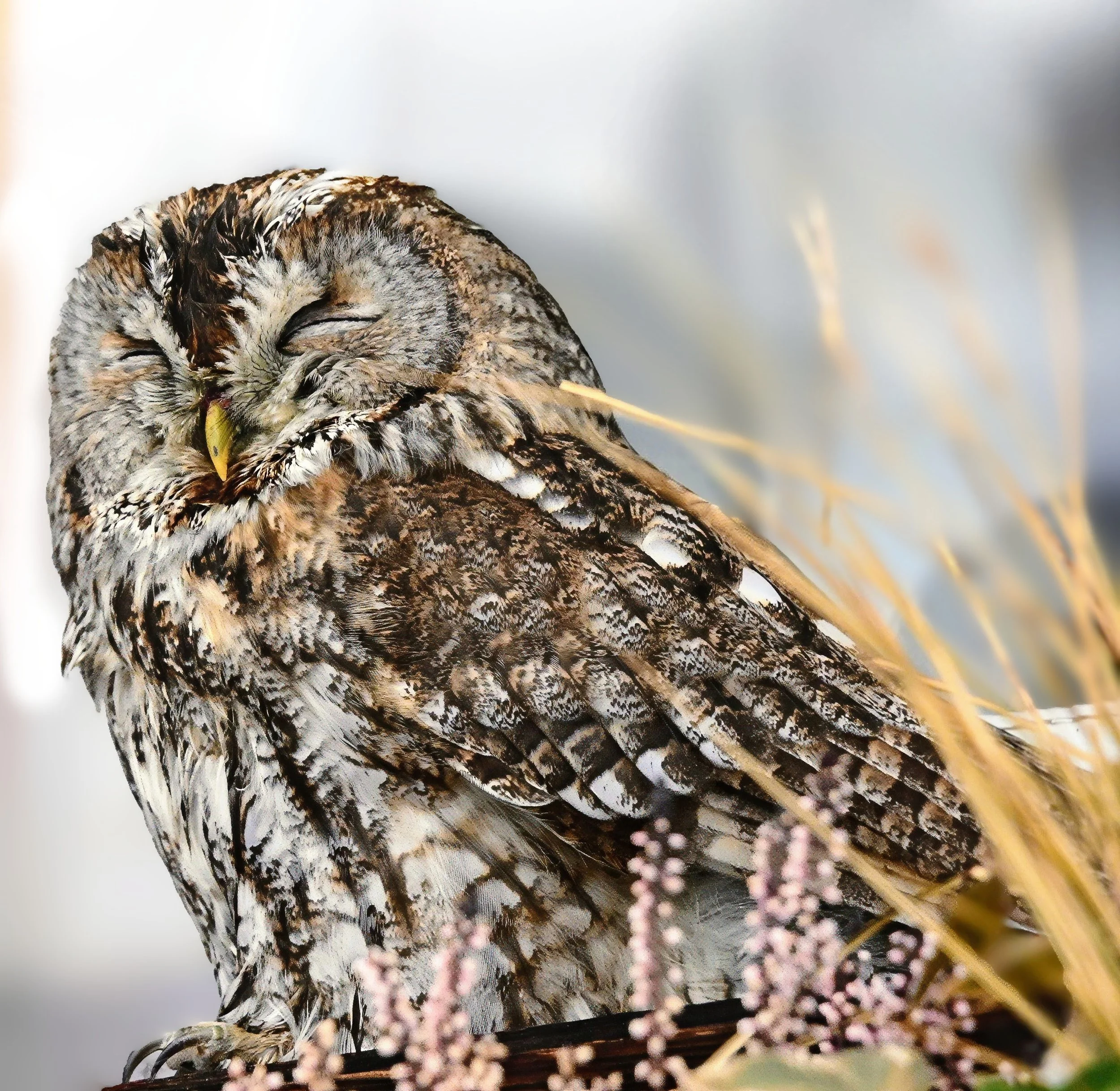 waldkauz (1)-topaz-sharpen-2.jpeg