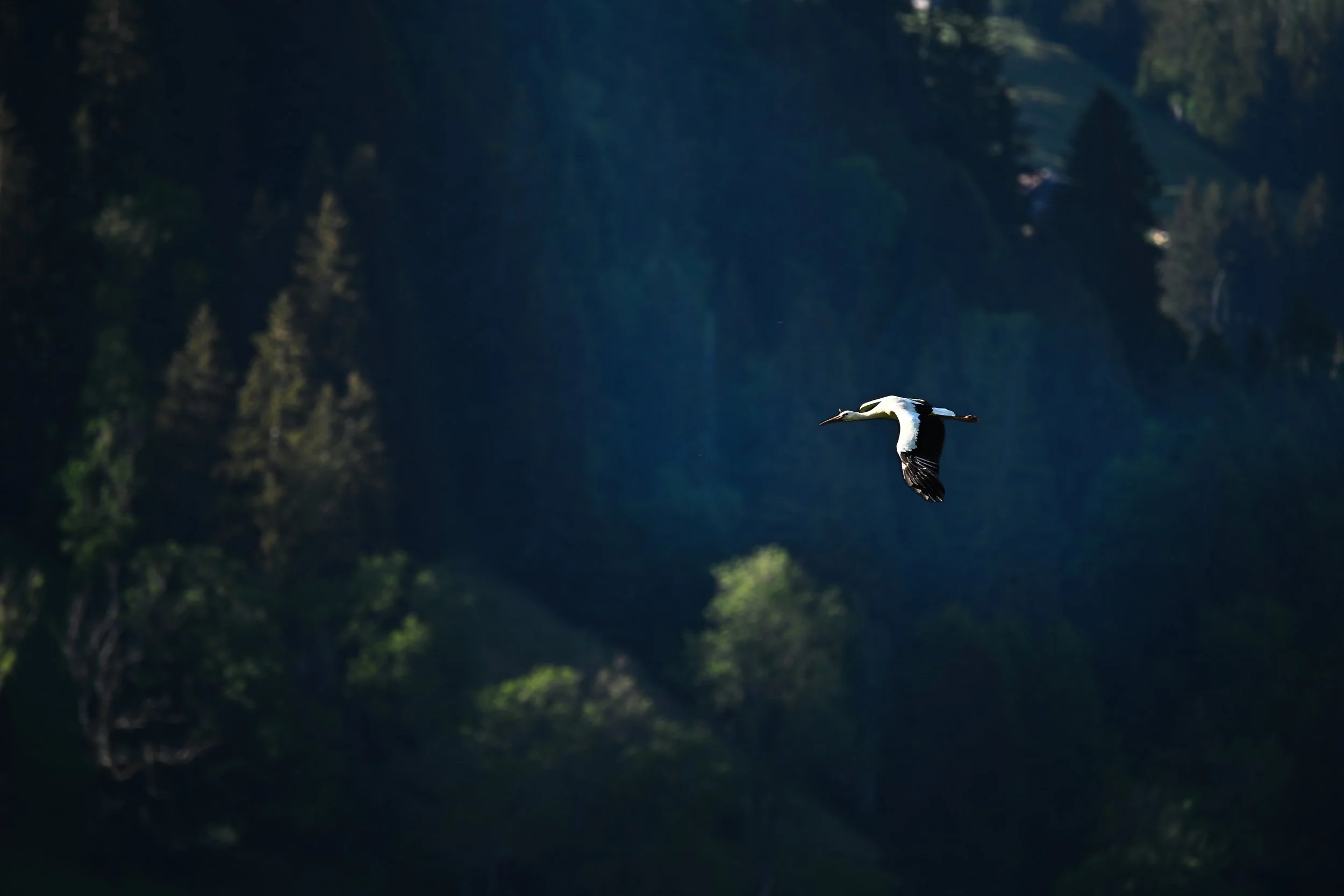 ZFG_5091.jpg