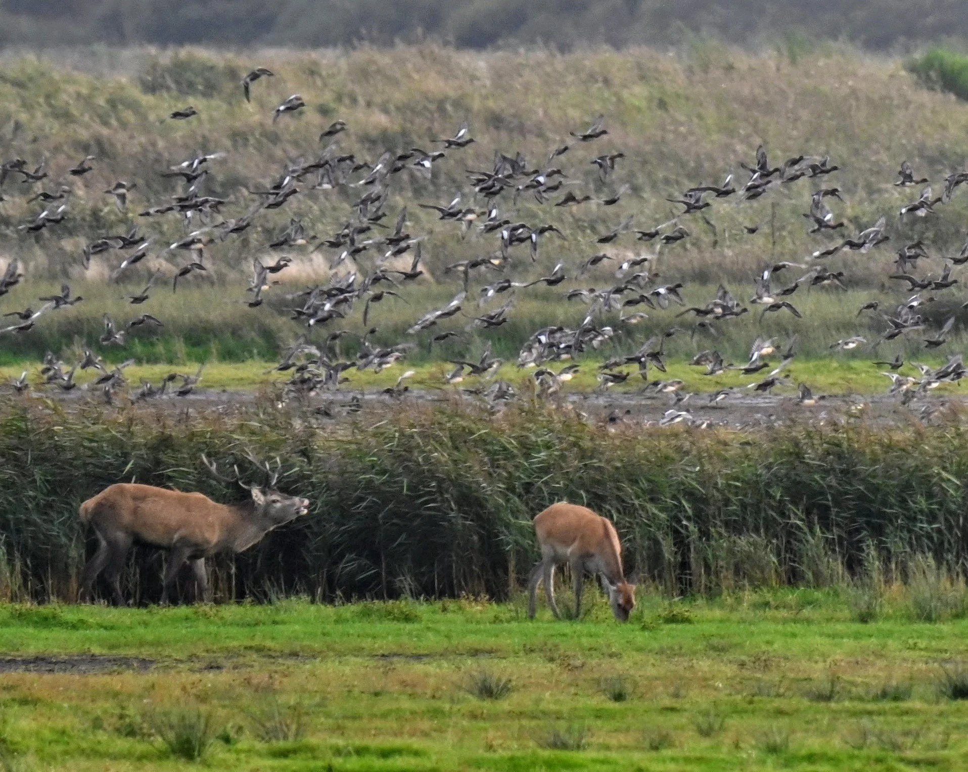 Hirsche in Nationalpark Blavand Dänemark