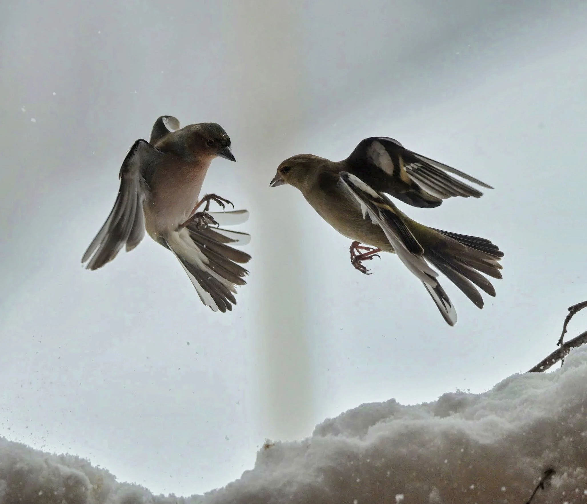 ZFG_9707-EDIT.jpg