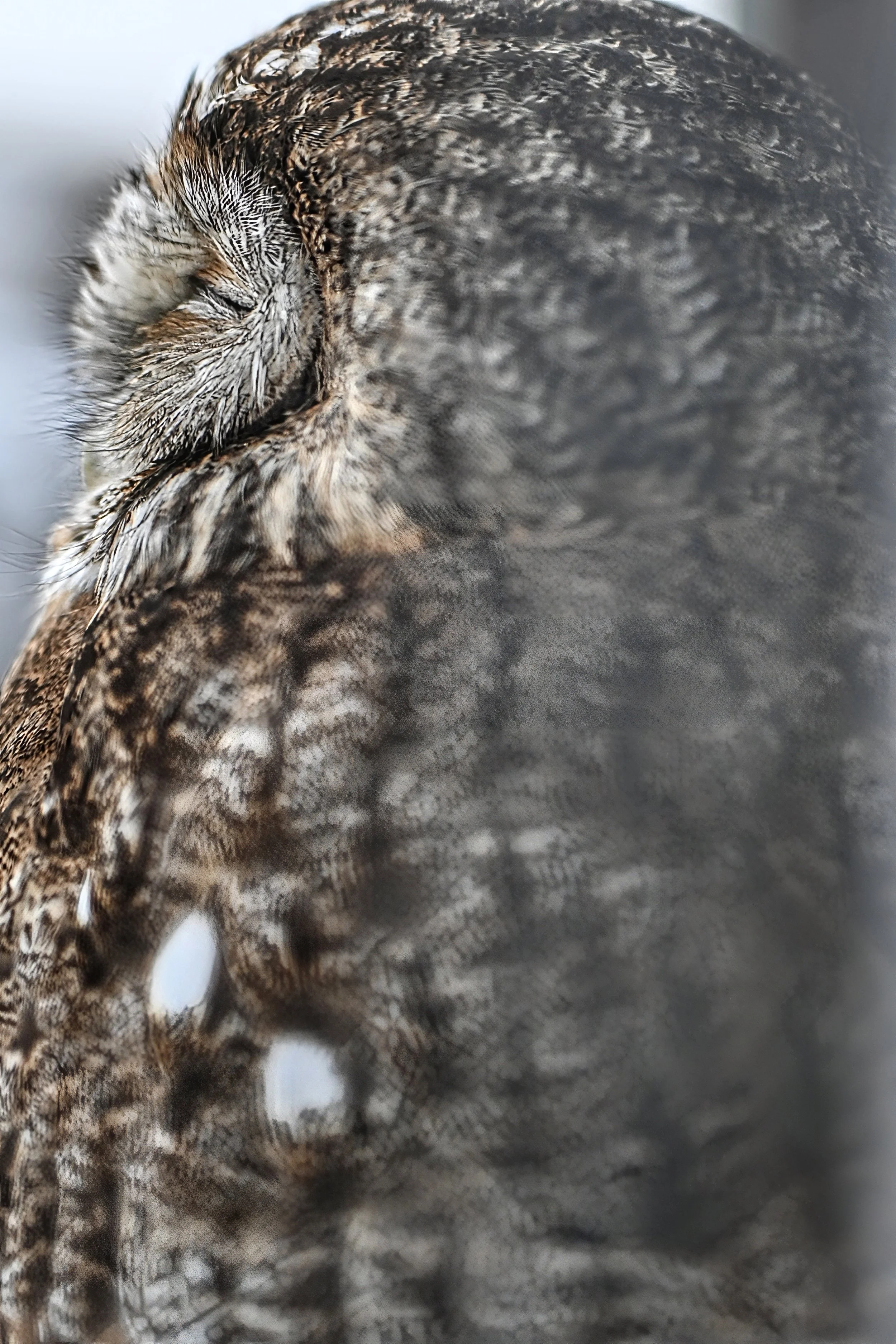 waldkauz (4)-topaz-sharpen.jpeg