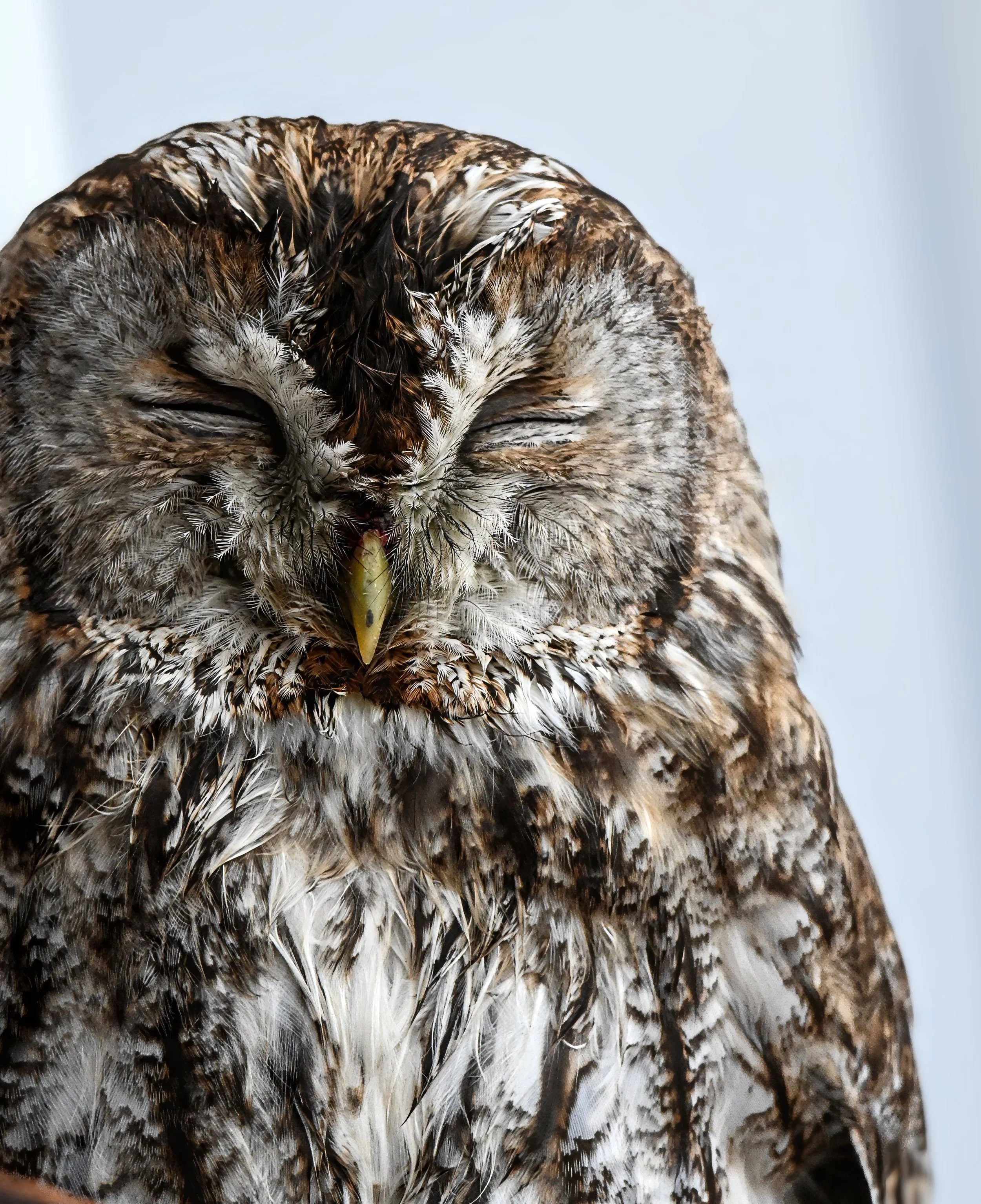 waldkauz (2)-topaz-sharpen-2.jpeg