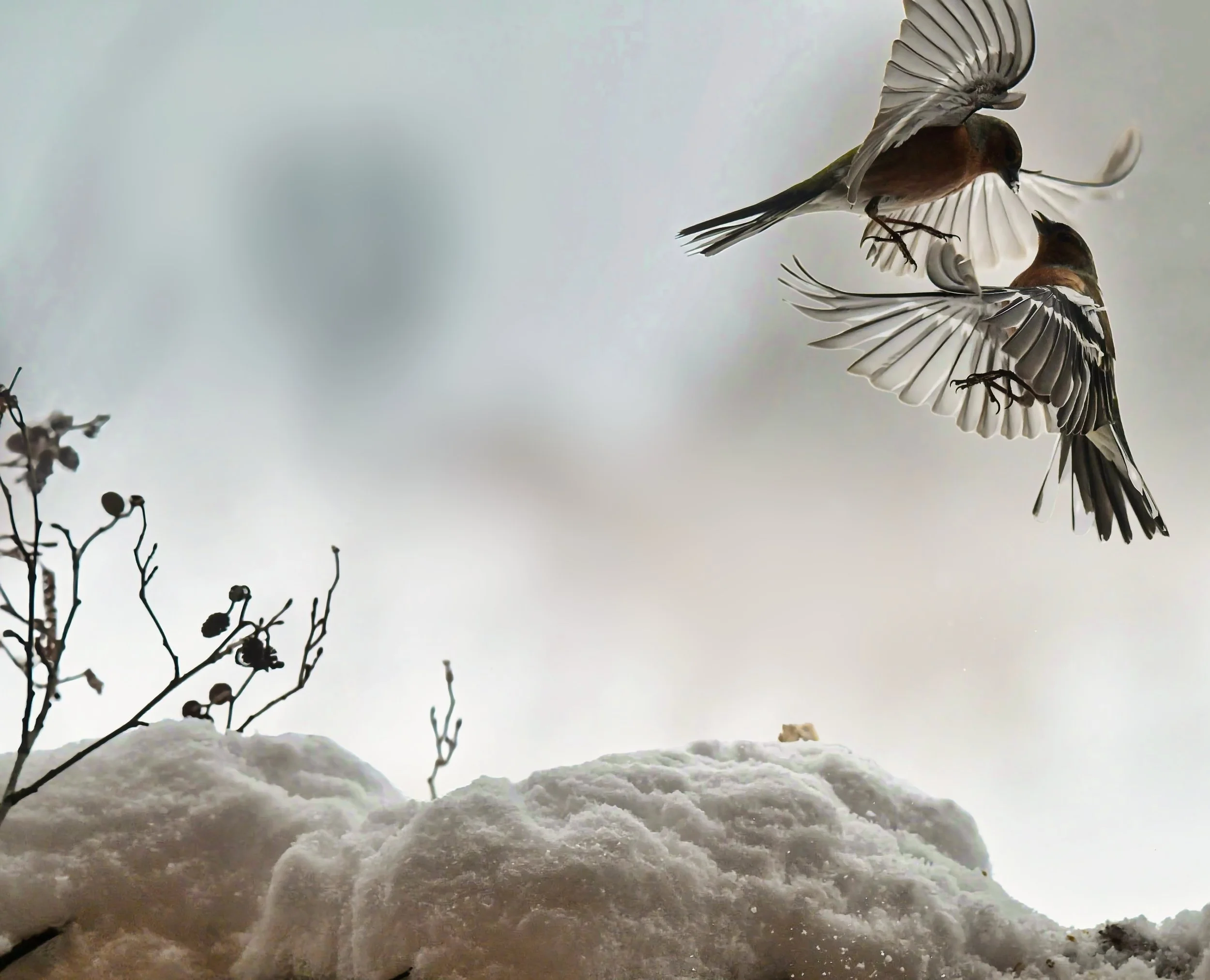 ZFG_9599-EDIT.jpg