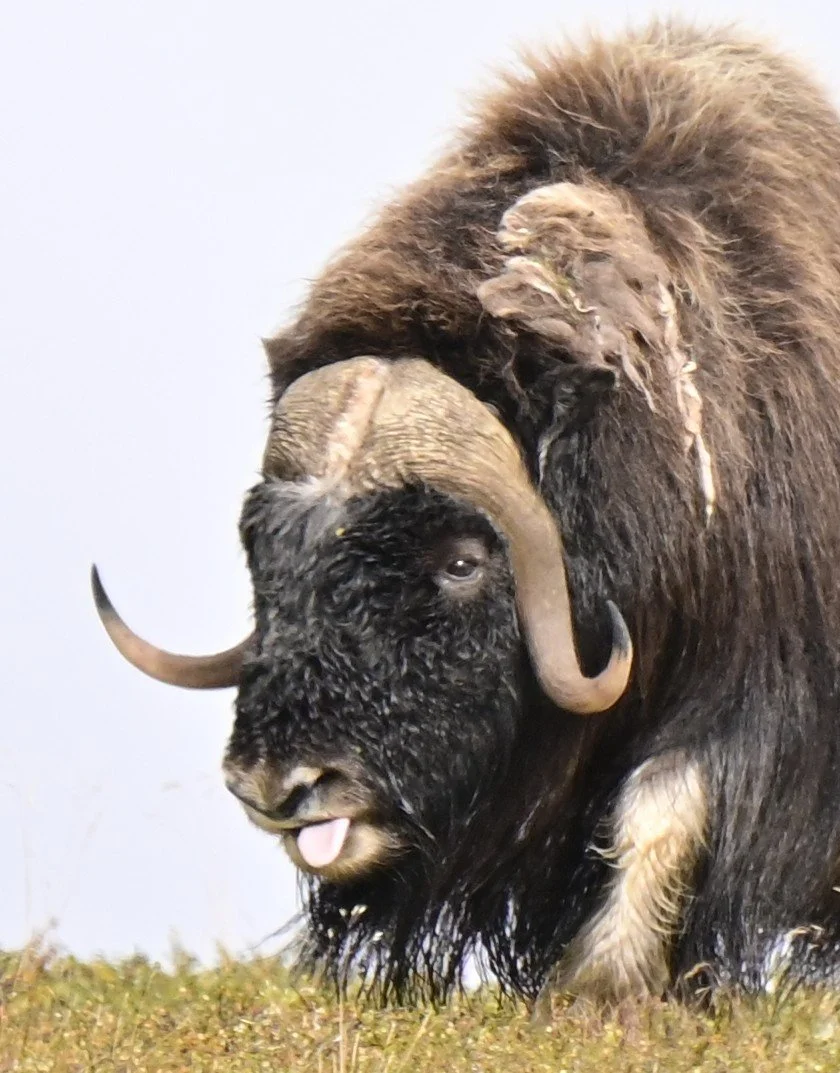 Moschusochsen Dovrefjell September 2025