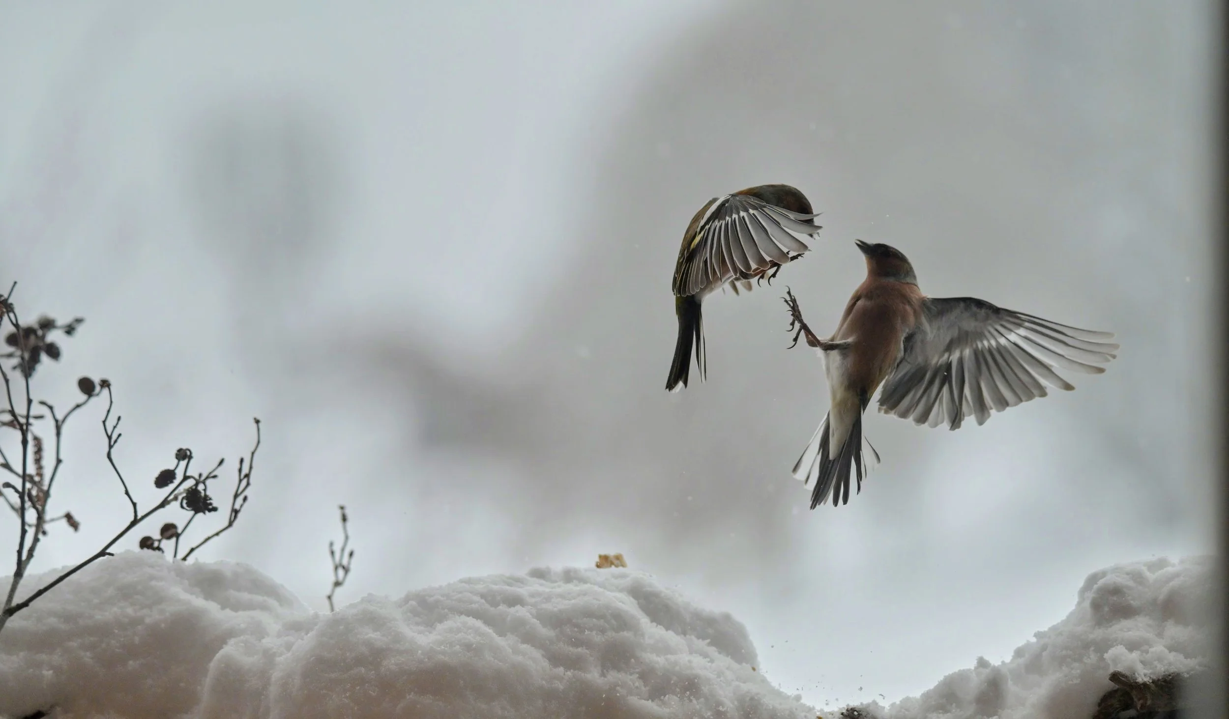 ZFG_9598-EDIT.jpg