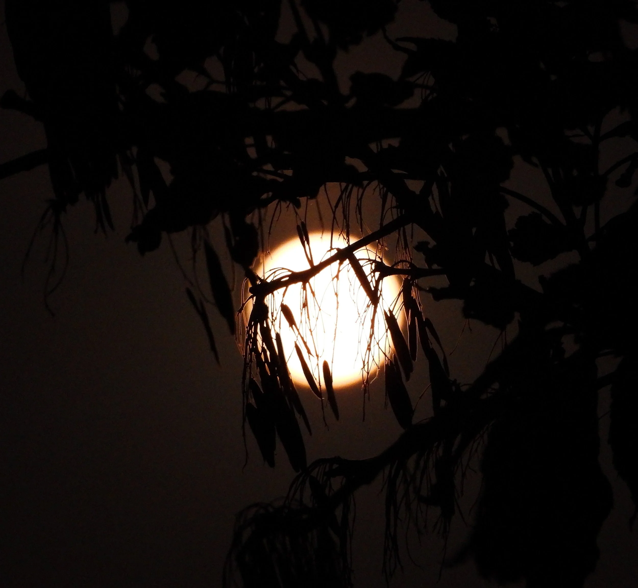 DSCN4401.JPG
