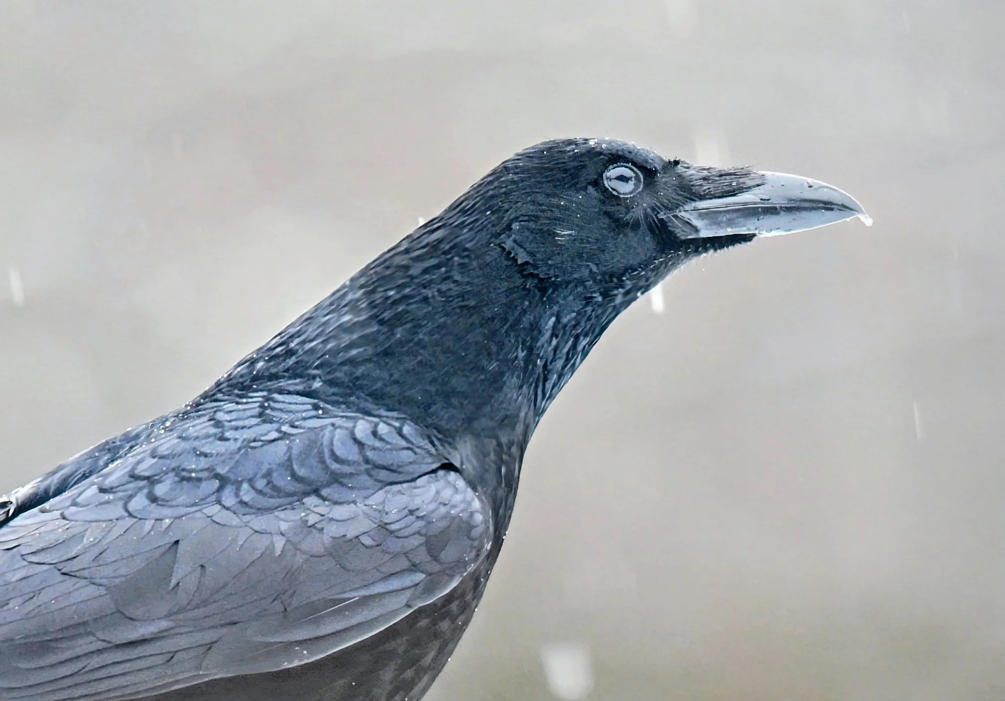ZFG_2250~3.jpg