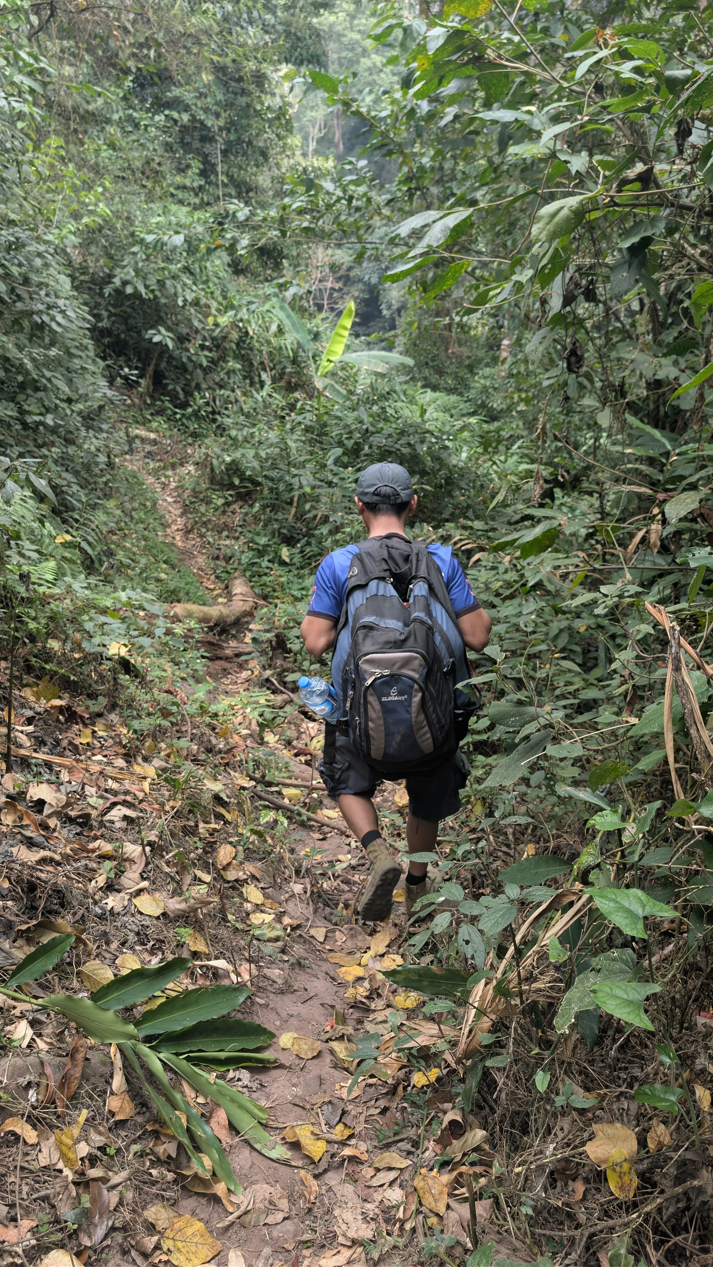 Randonnée guidée au cœur de la jungle préservée et de la végétation dense du Nord du Laos.