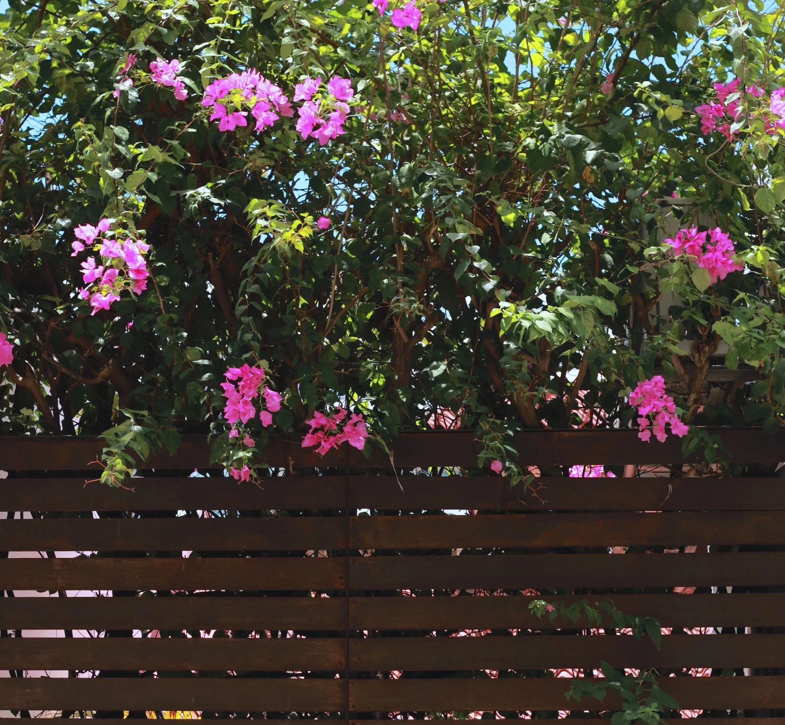 Pink bougainvillea flowers climbing over a wooden fence with a cloudy blue sky in the background.