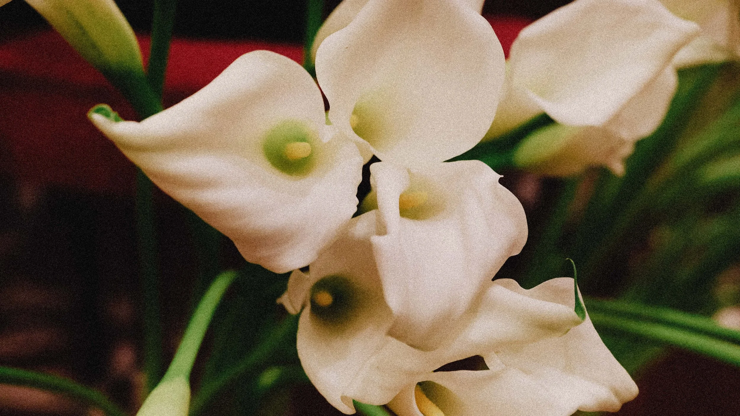 Close-up of white orchids with green centers and green stems. london wedding. RAC venue 