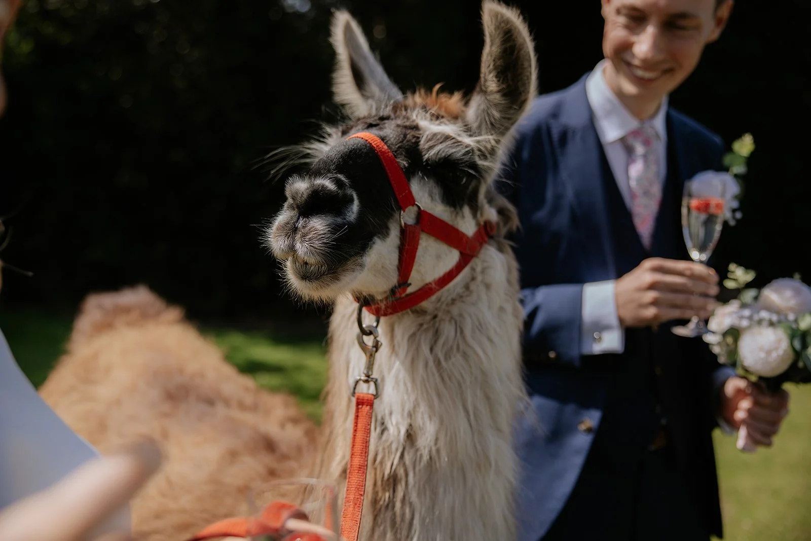A llama with a black and white face wearing a red halter, standing outdoors at a wedding, with a man in a suit holding a drink and a bouquet of flowers in the background. wedding at styal lodge