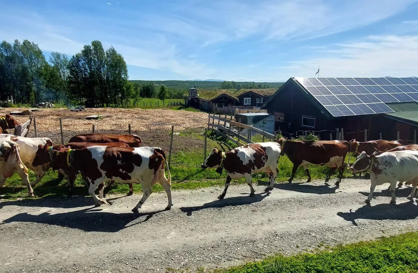 Seterkulturen inn på UNESCO-liste