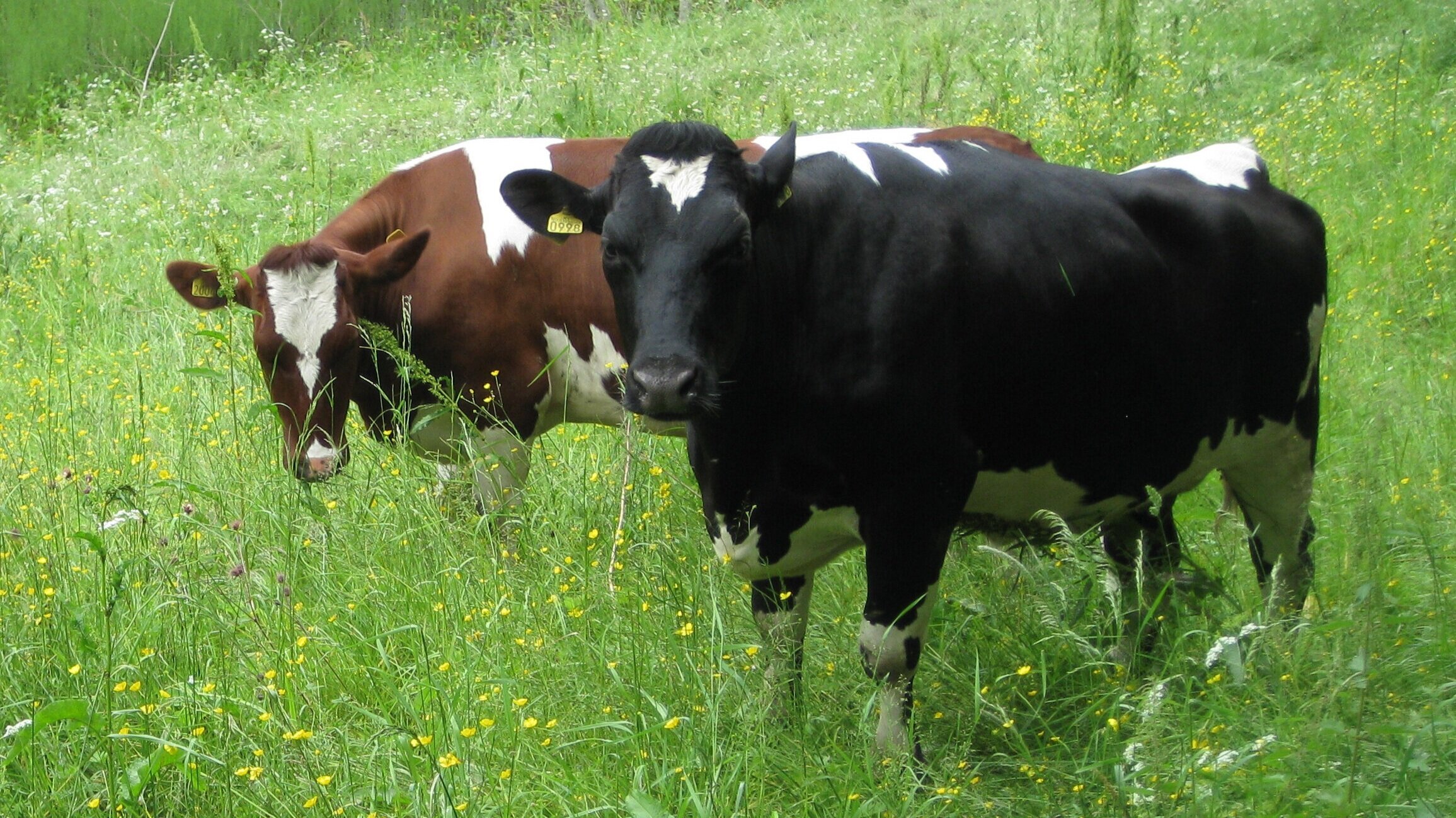 Kurs i produksjon av biogass