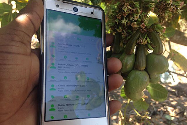 Digitaliserer cashew-sektoren i Mosambik
