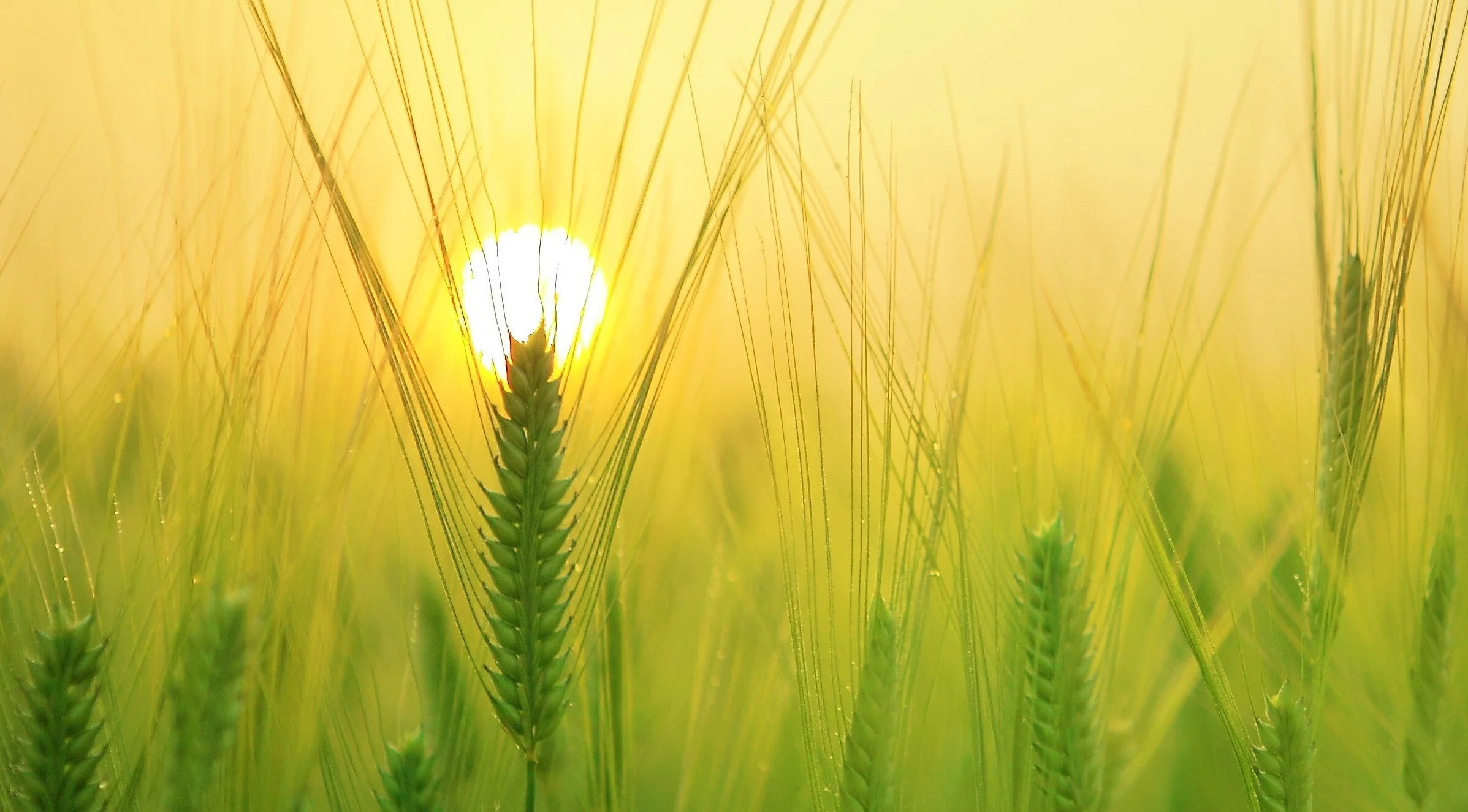 Kurskonsept for solenergi i landbruket