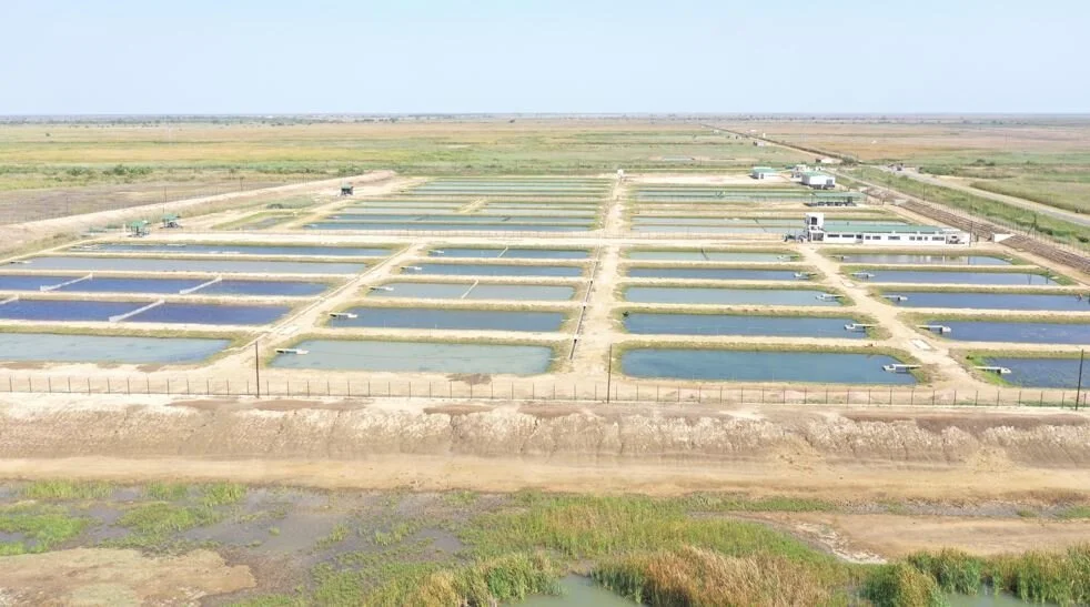 Requesting Tenders in Tilapia Farming