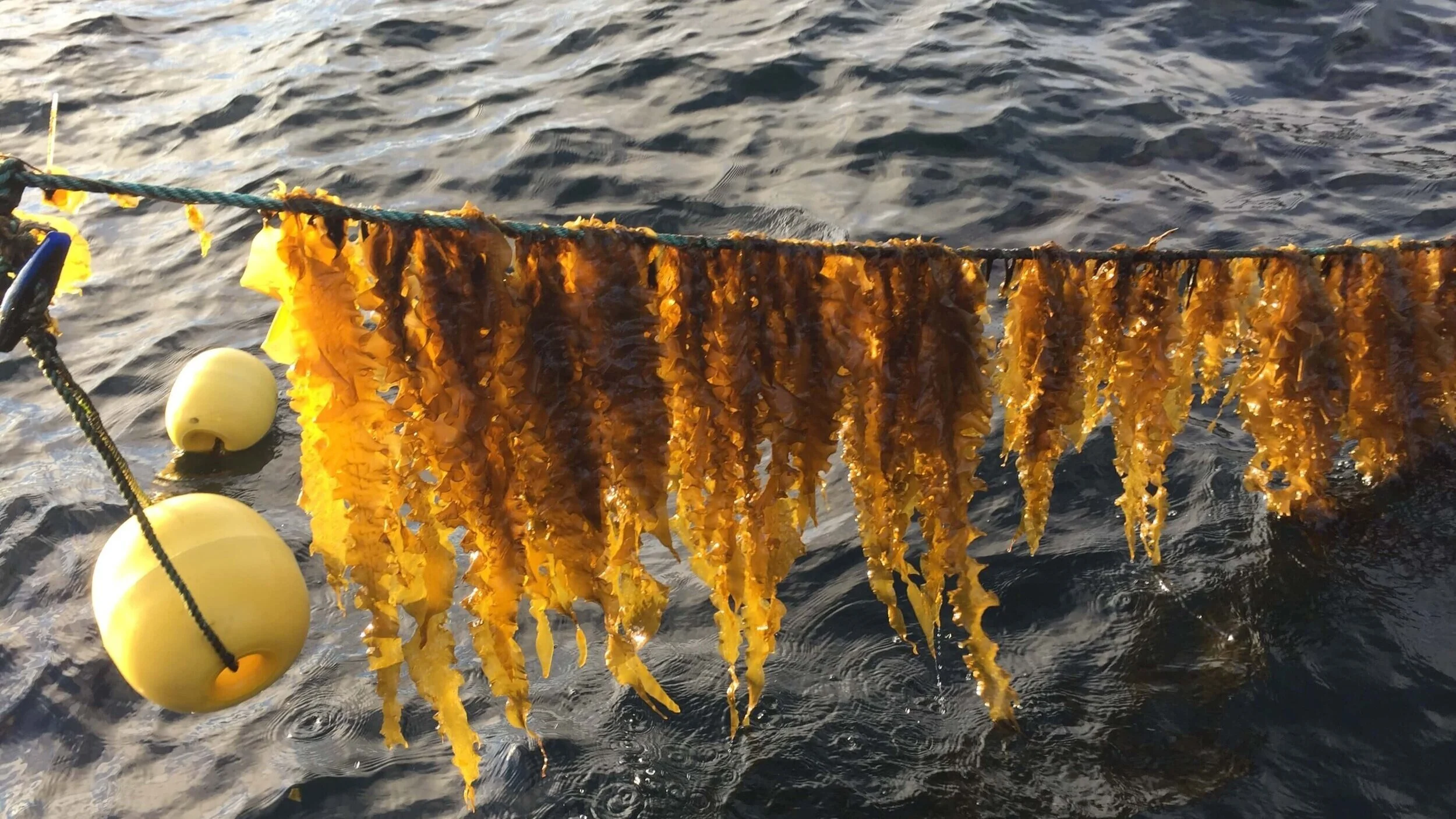 Tørket sjømat, sannsynligvis fisk, hengende på en snor over vannet, med to gule flytevester eller bojer i vannet.