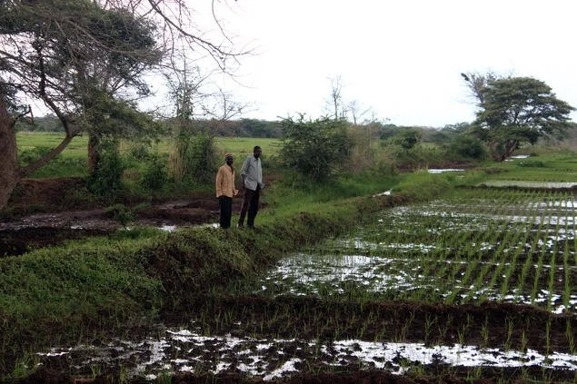  Gjennom å benytte SRI (system for rice intensification) har risbøndene økt sin avling med 50 prosent. SRI går blant annet på å plante risplantene i en viss avstand til hverandre, i tillegg er vannmengde vesentlig. 
