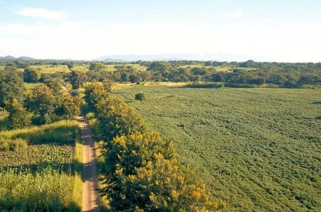  Soya er i dag en viktig del av den lokale produksjonen etter at Felleskjøpet og Norges Vel introduserte den proteinrike planten til lokale bønder i 2003. / Soy is now an important part of local production after Felleskjøpet and Norges Vel introduced