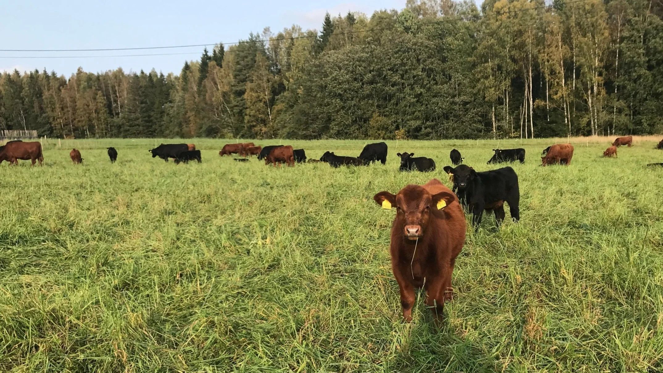 Lanserer kompetanseplattform for regenerativt landbruk