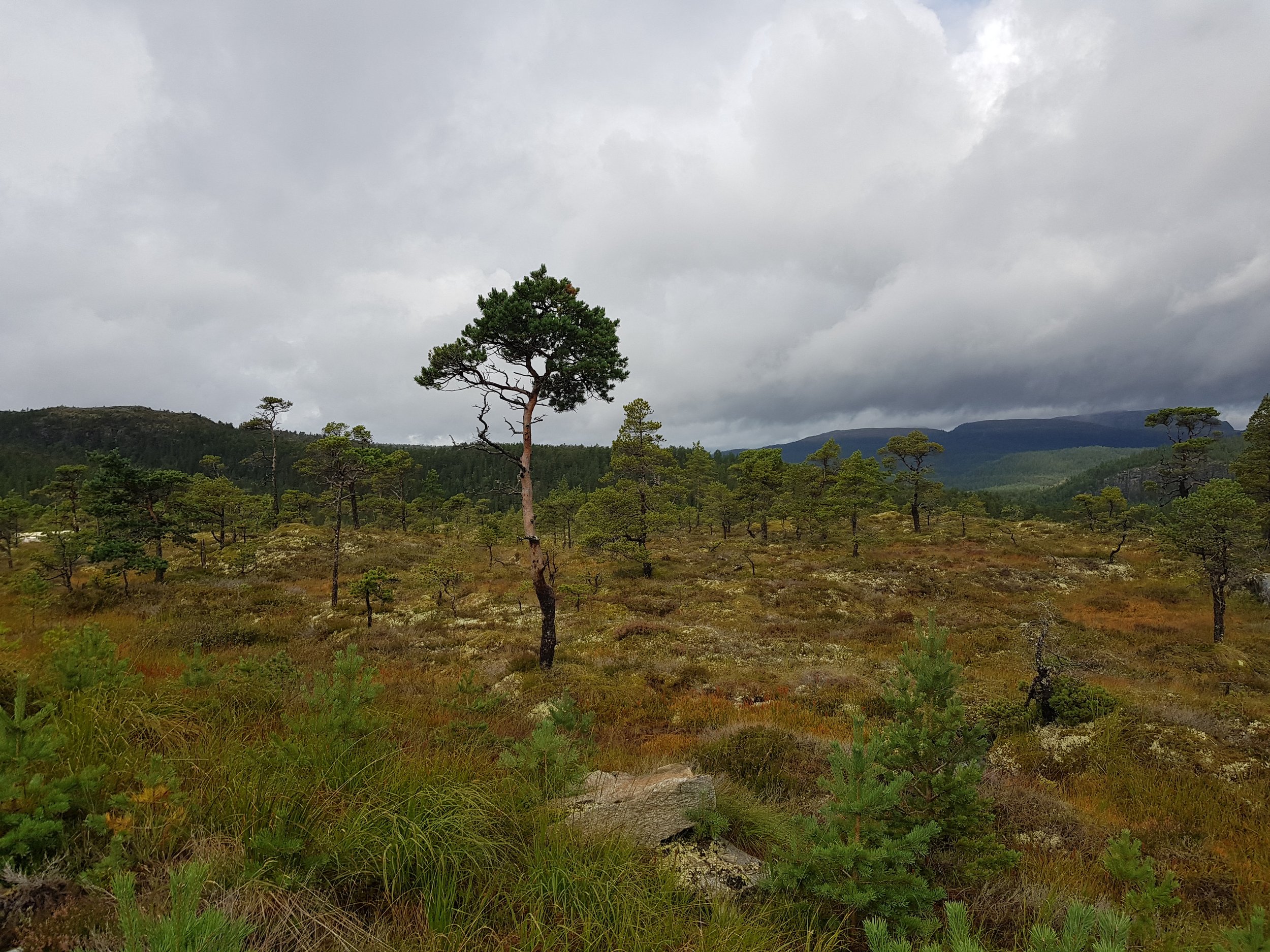 Et landskap med mange småfurutrær, en større furukjede i midten og mørke skyer på himmelen.