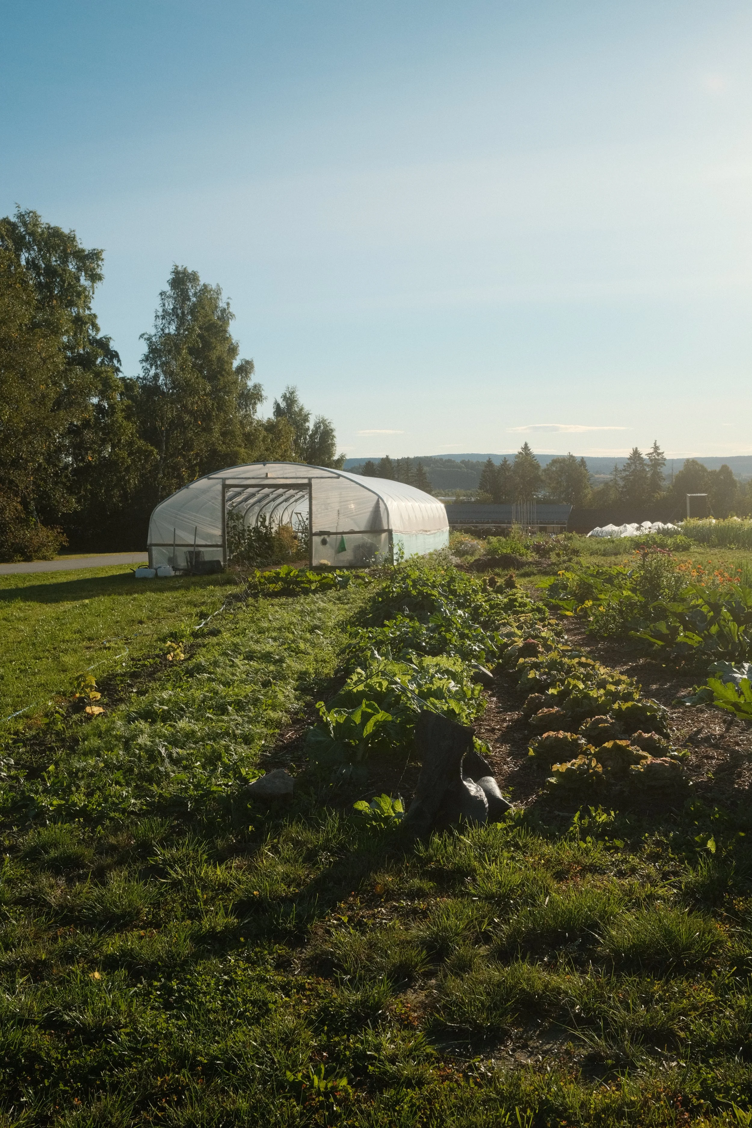 En hagen med grønne planter og en drivhus under en klar, solrik himmel med noen skyer i bakgrunnen.