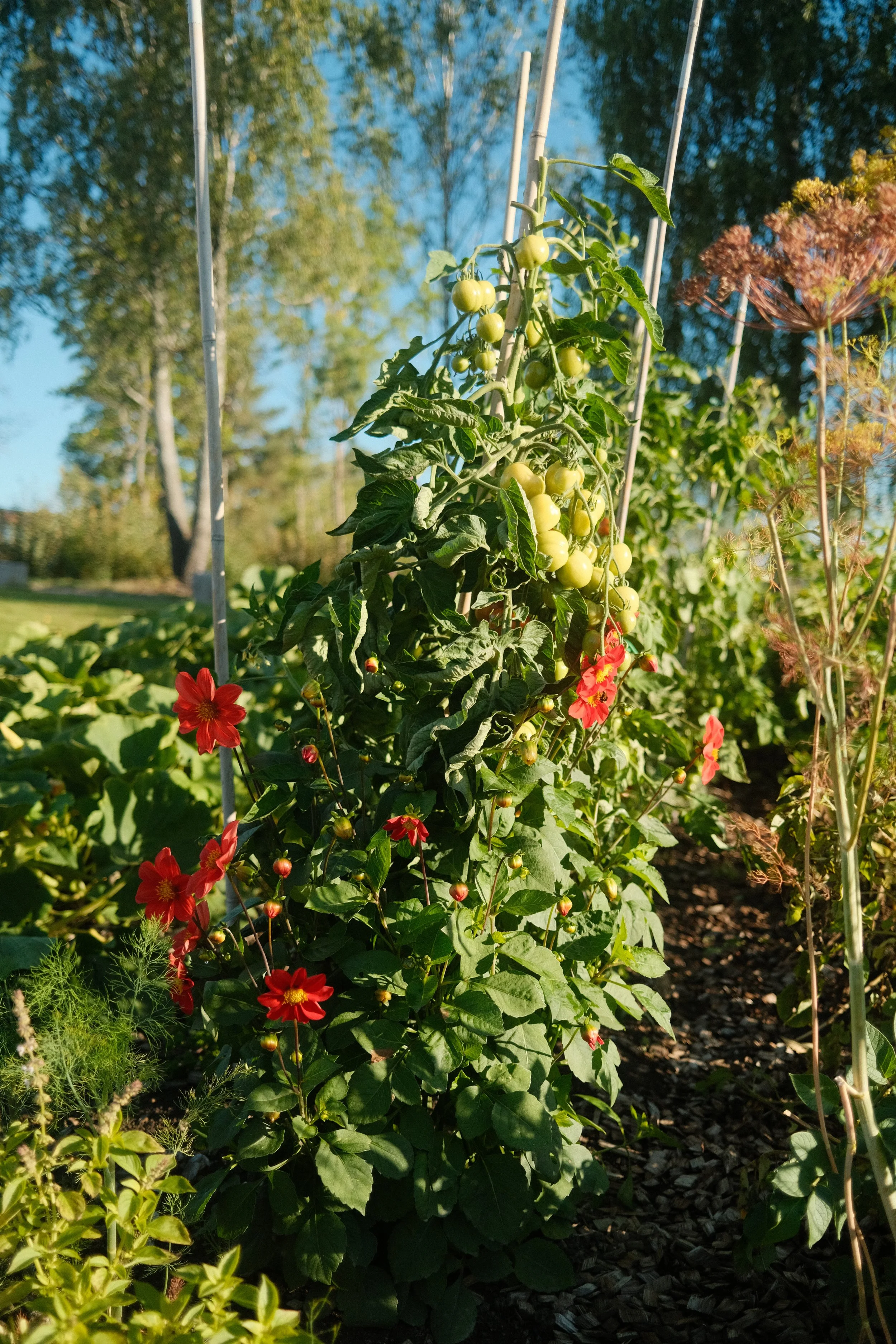 Rødpjersilie med røde blomster og grønne blader i hage, omringet av andre grønne planter og trær under en klar blå himmel.