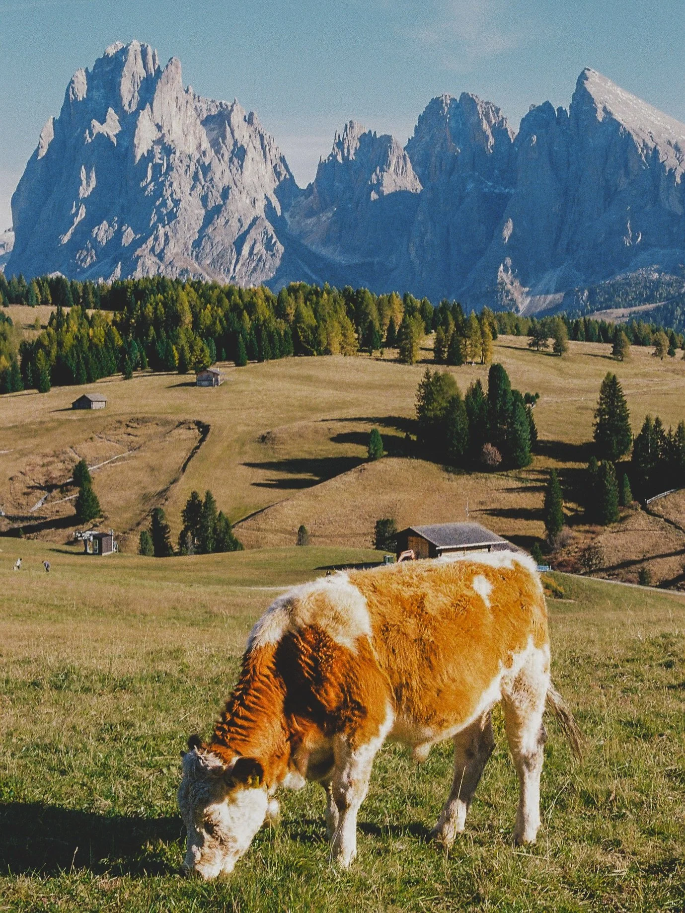 Dolomites cows ☁️✨