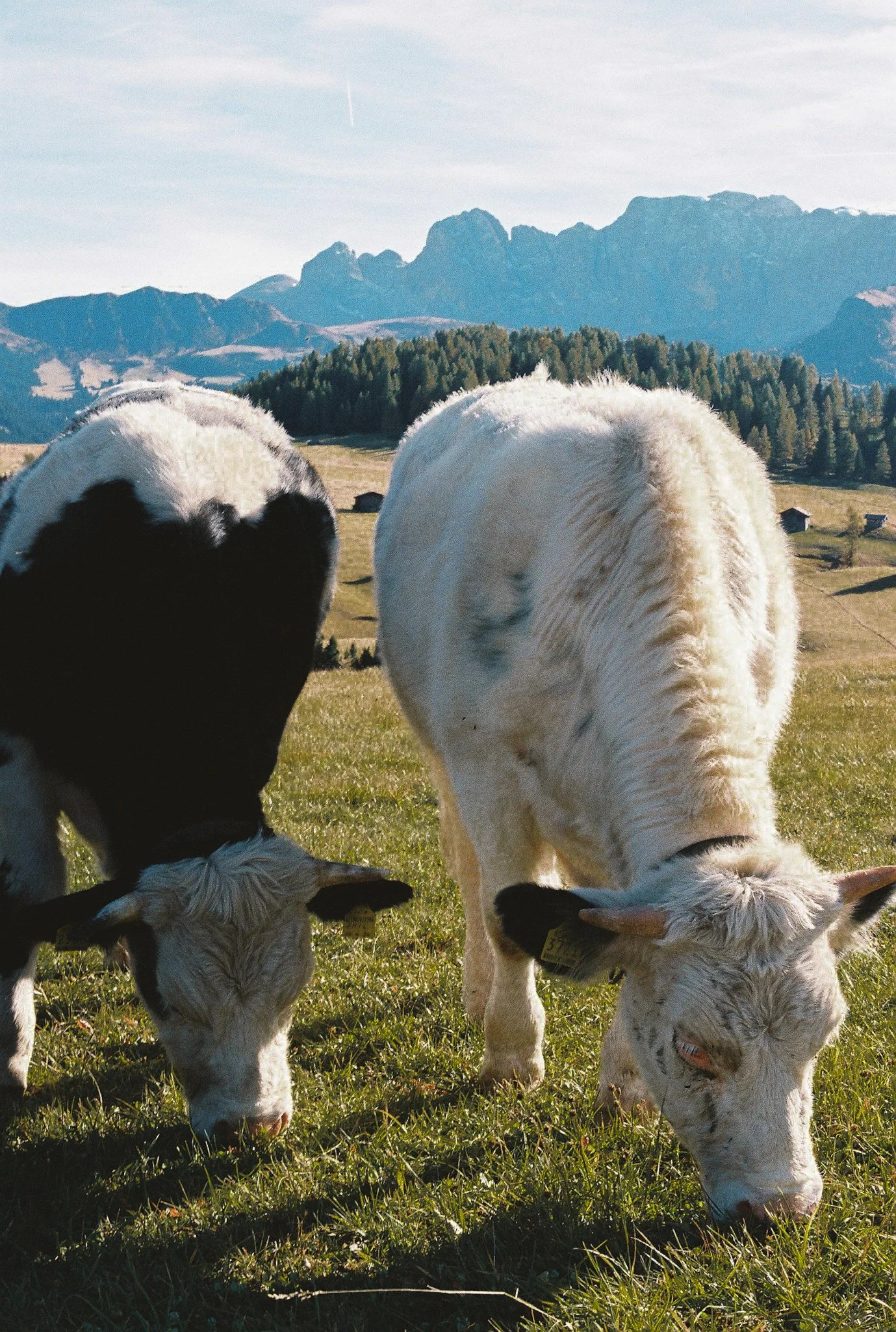 Alpine Cows Grazing Alpe di Siusi